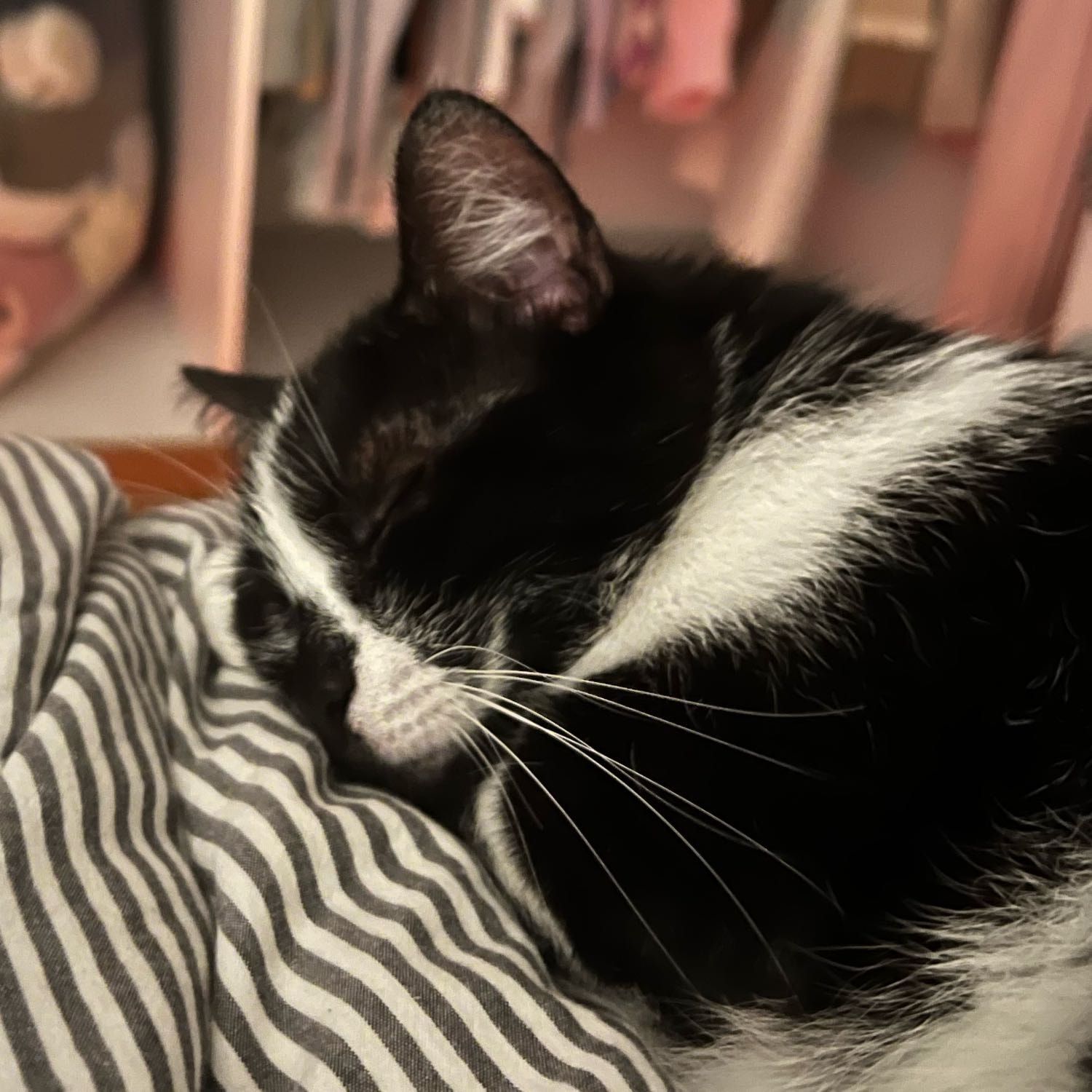mimi