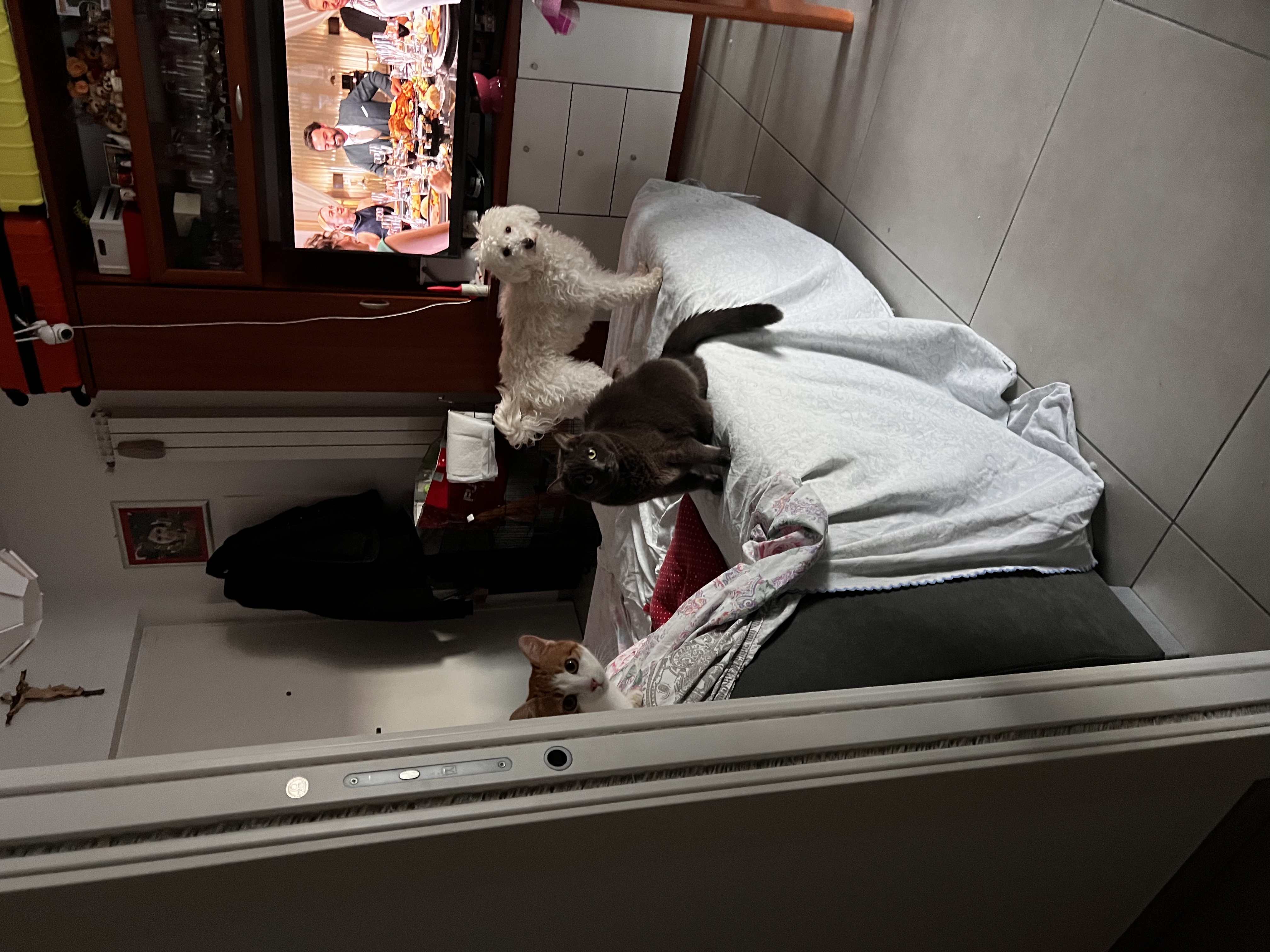 image-7