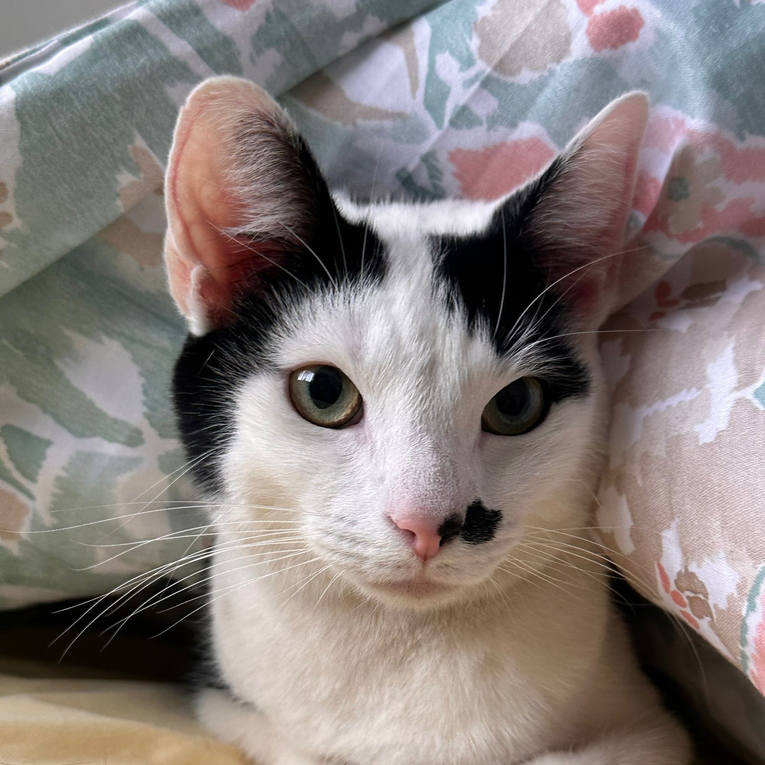 Max
