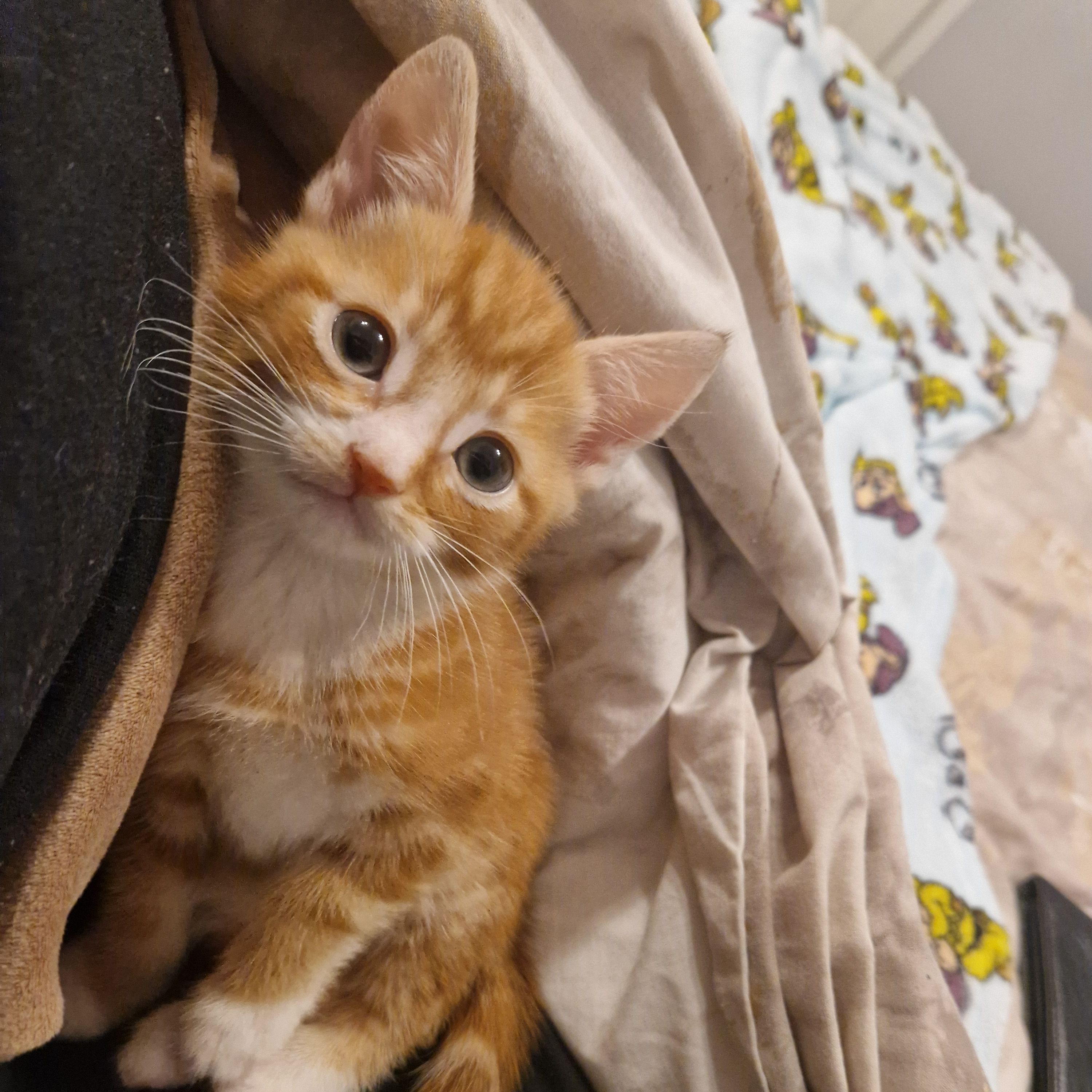 Loki