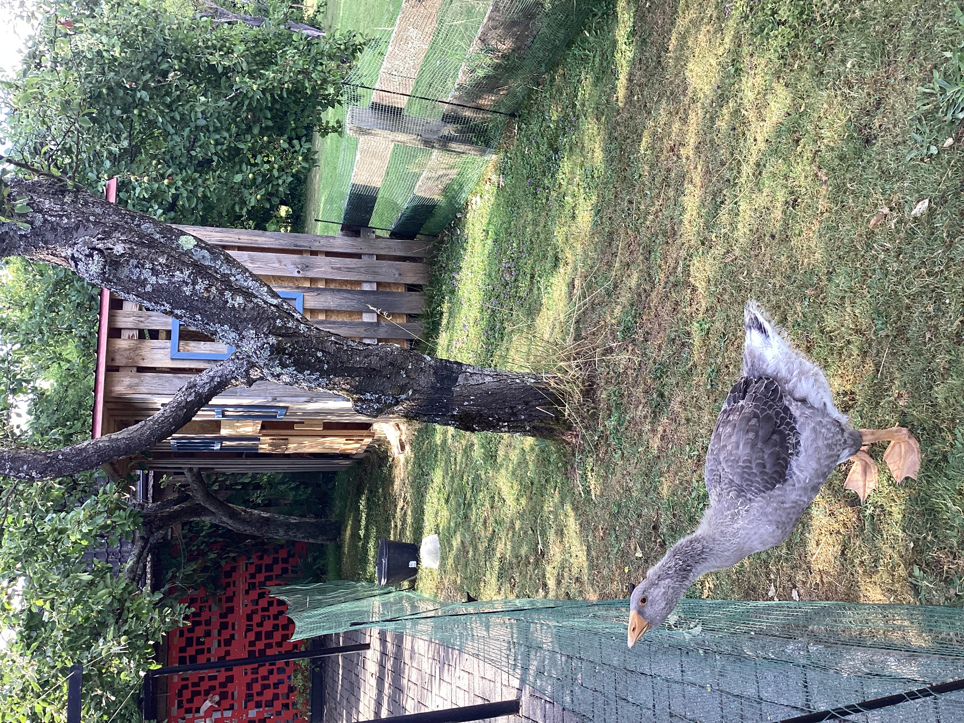 image-16