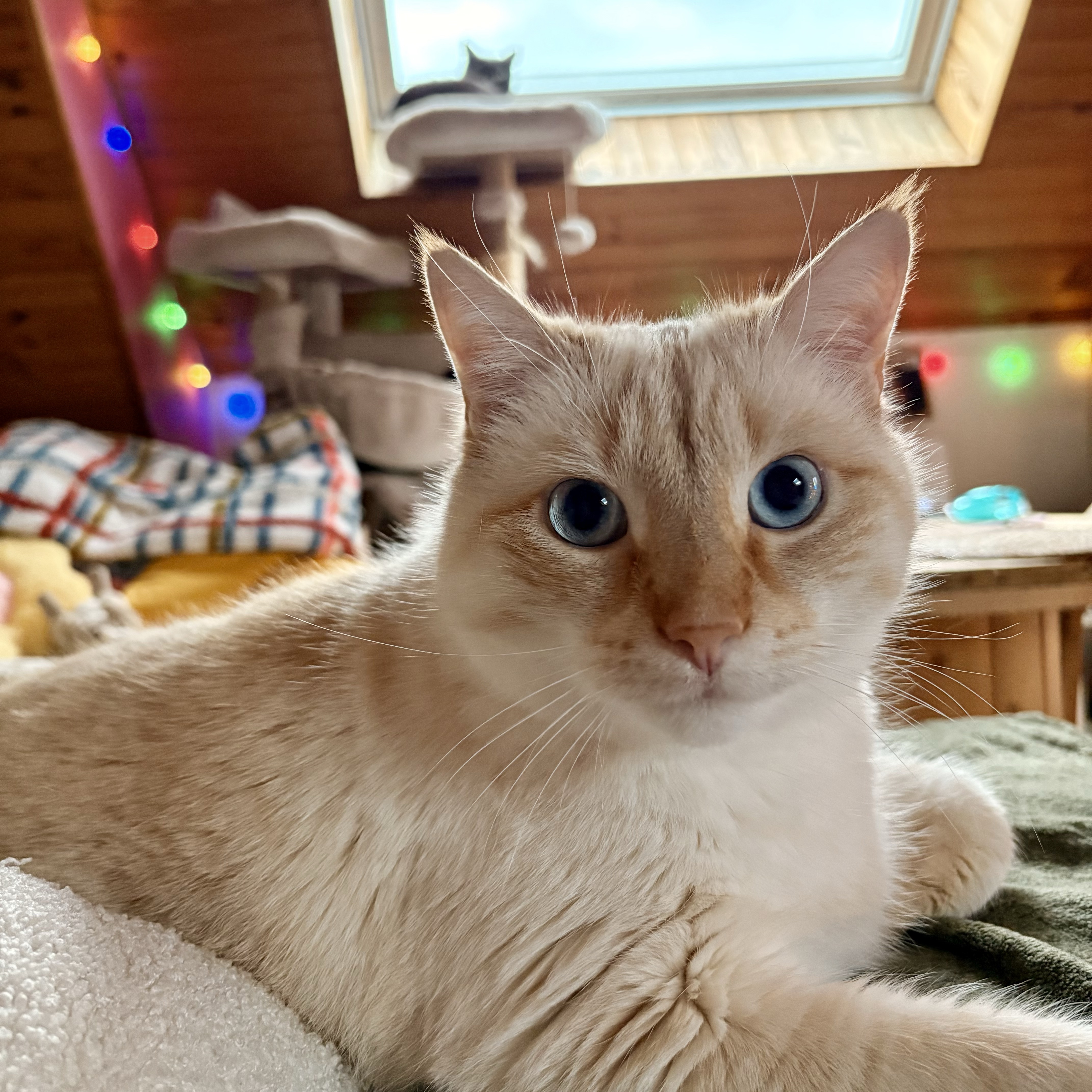 Archie 