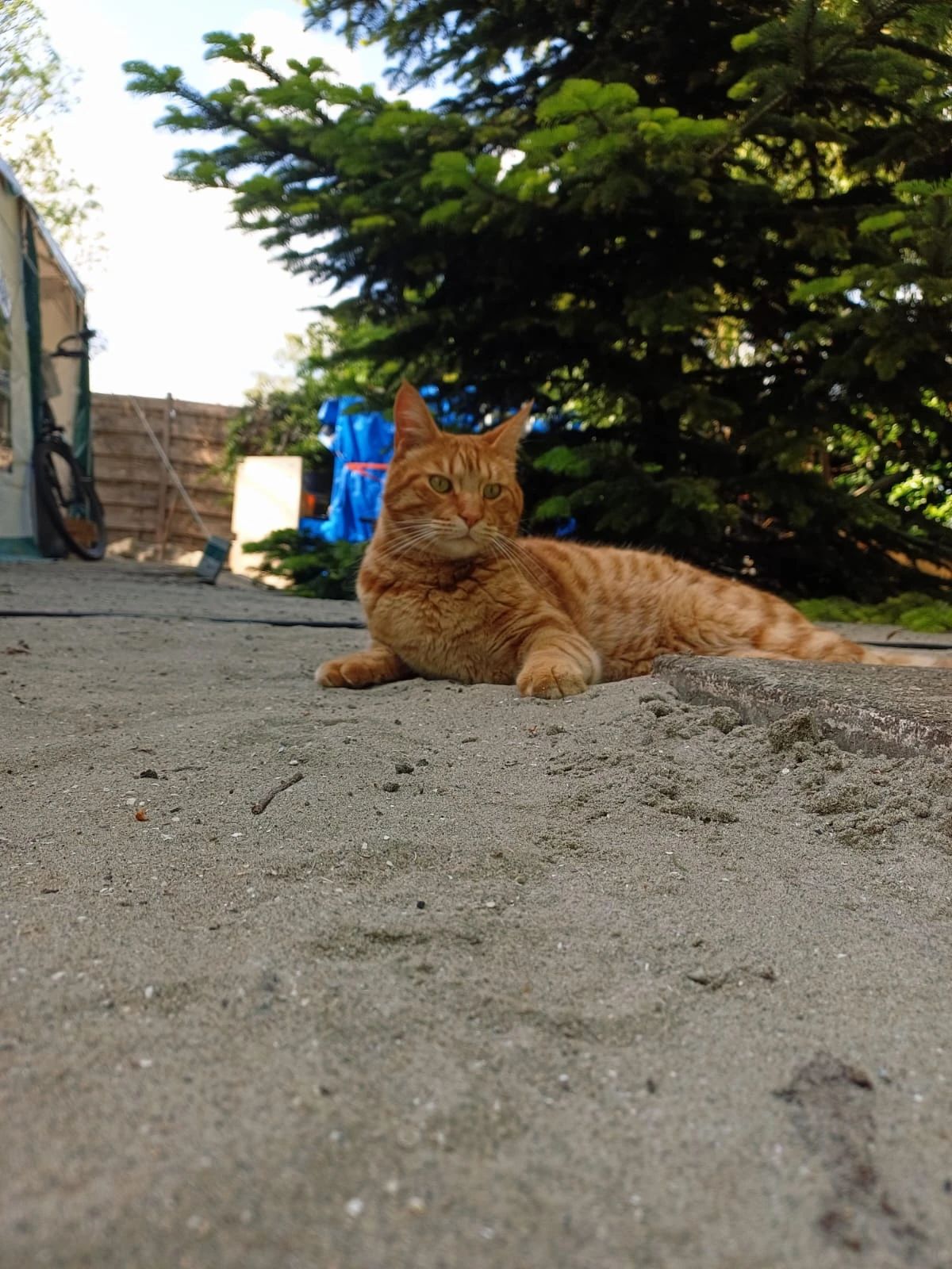 image-7