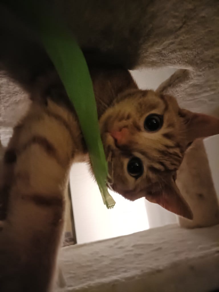 Nouki
