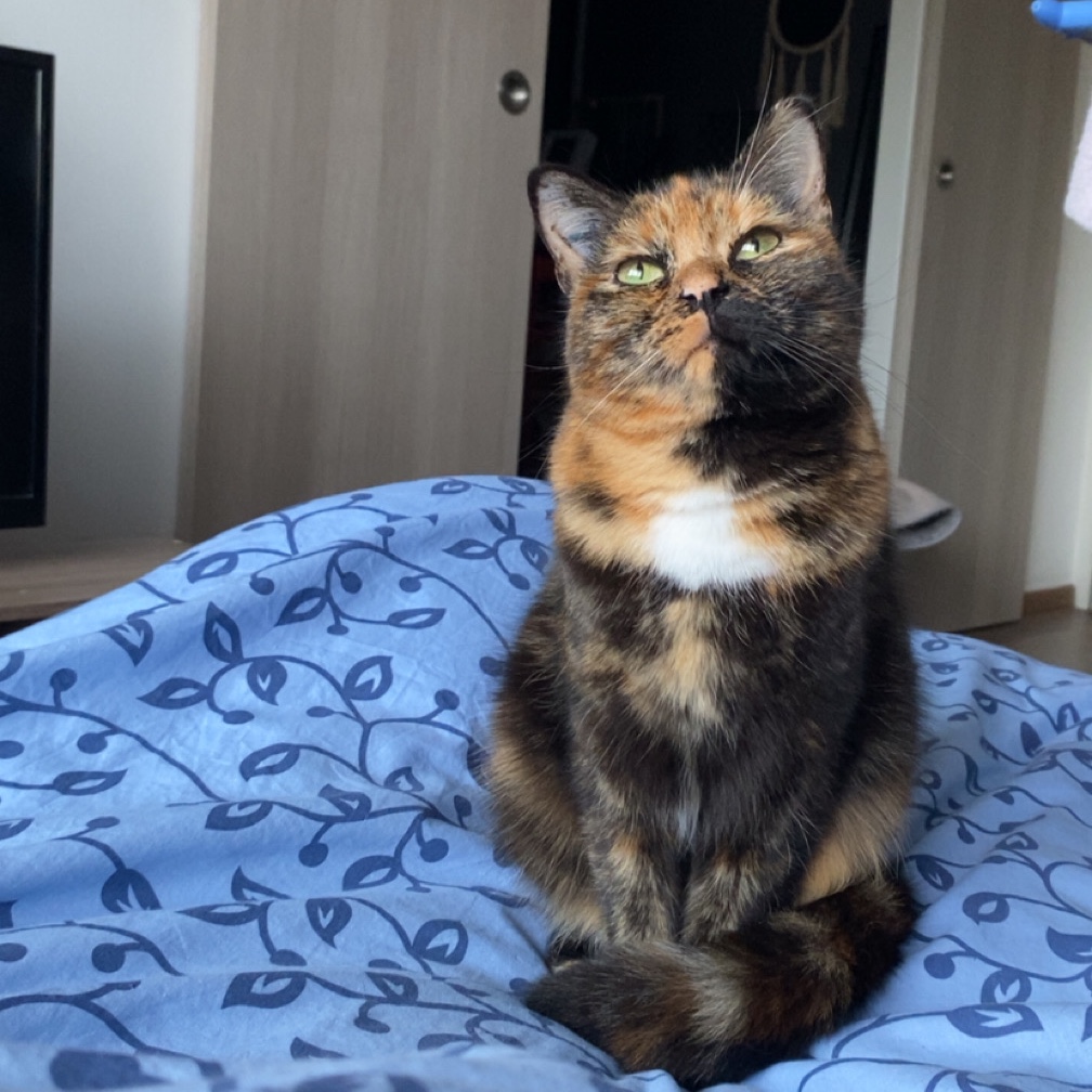 Chaton