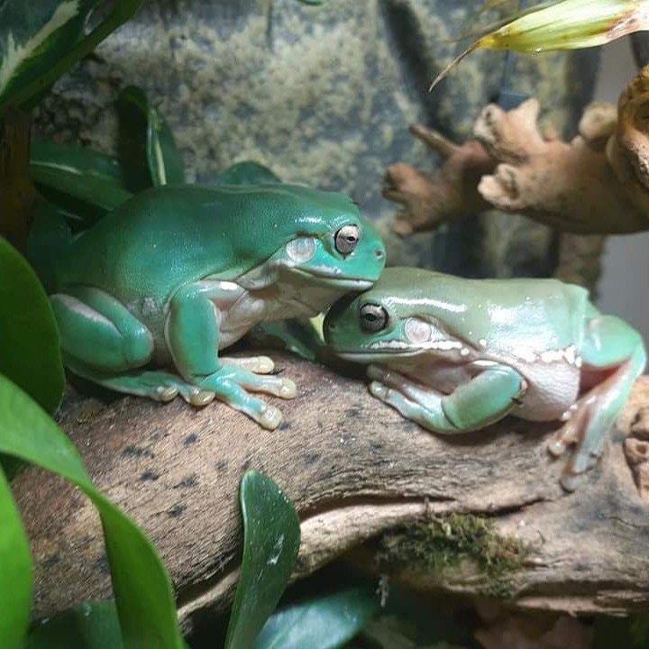 2 White's Tree Frogs