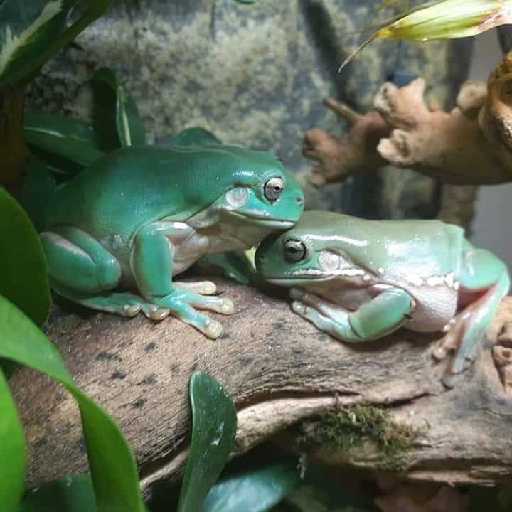 2 White's Tree Frogs