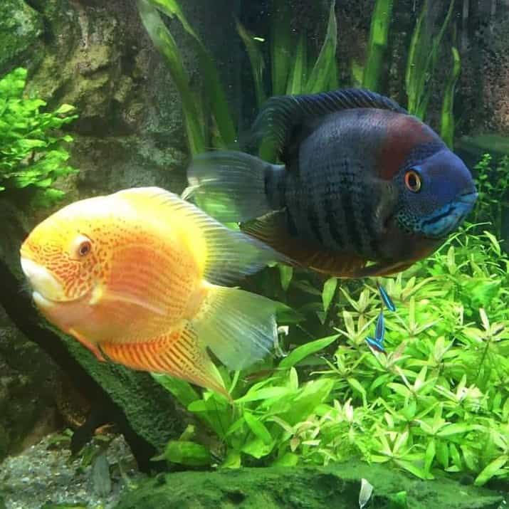 Gillbert & Finley. Two South African Chiclids