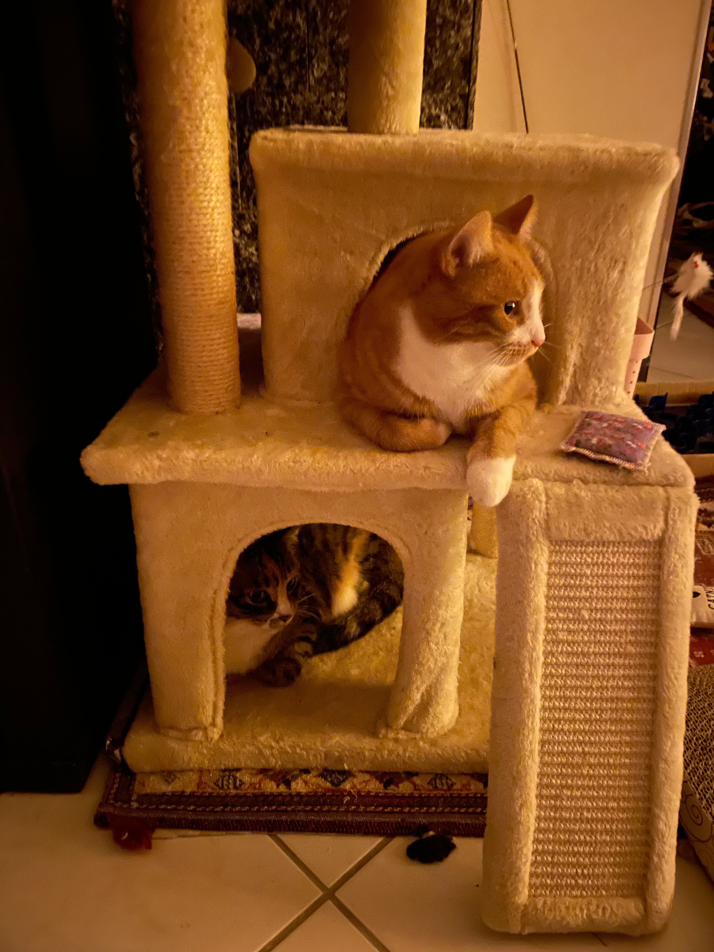 image-6