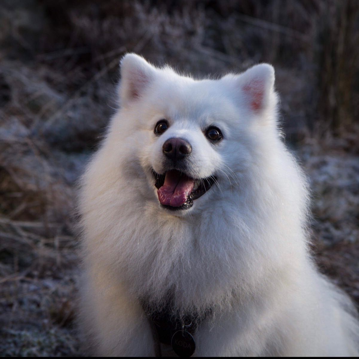 Koda