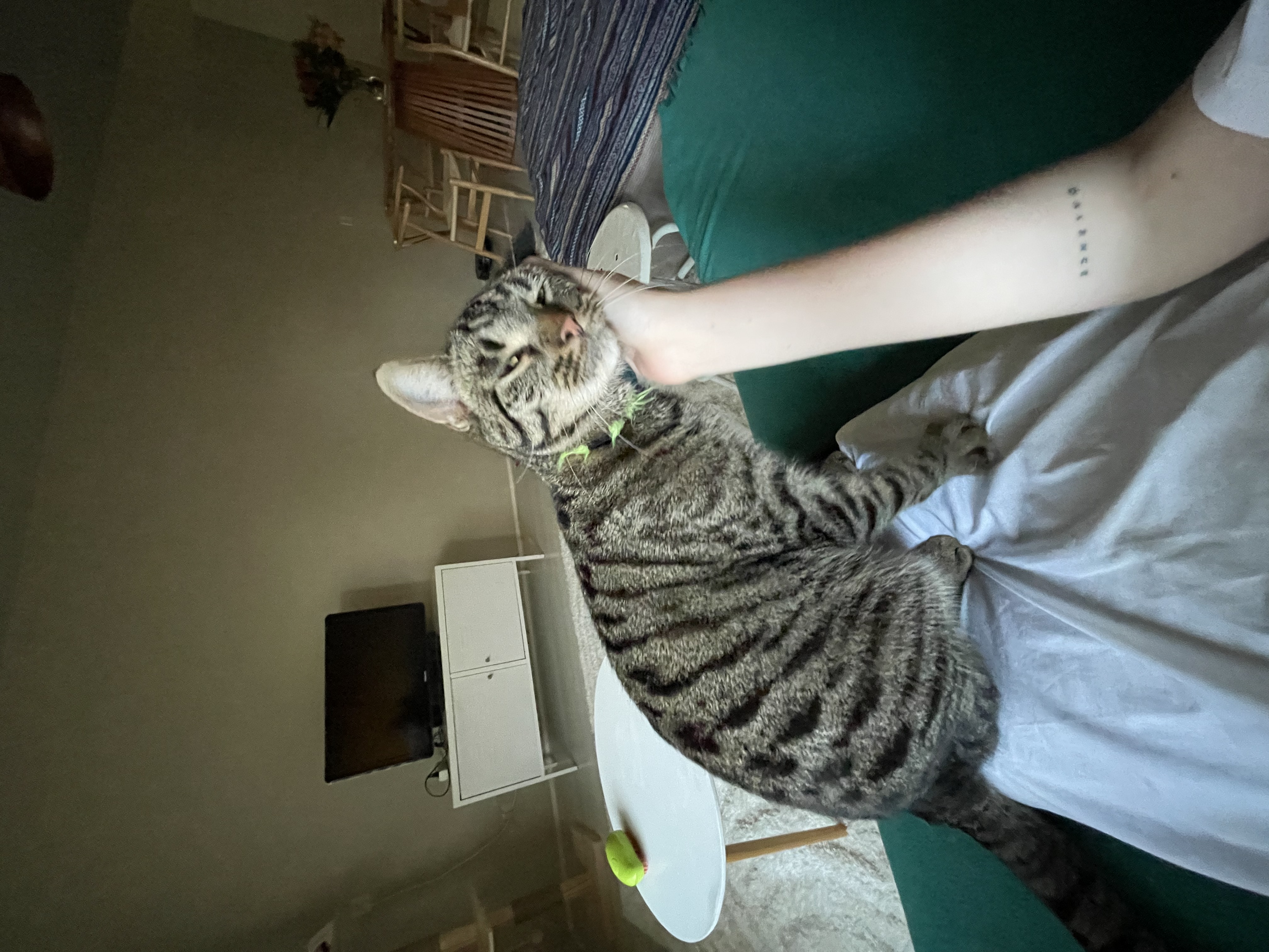 image-7