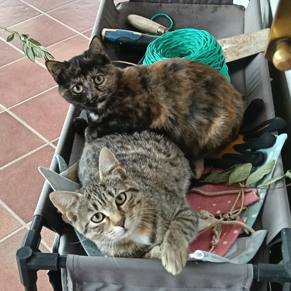 Flash e Fogliolina
