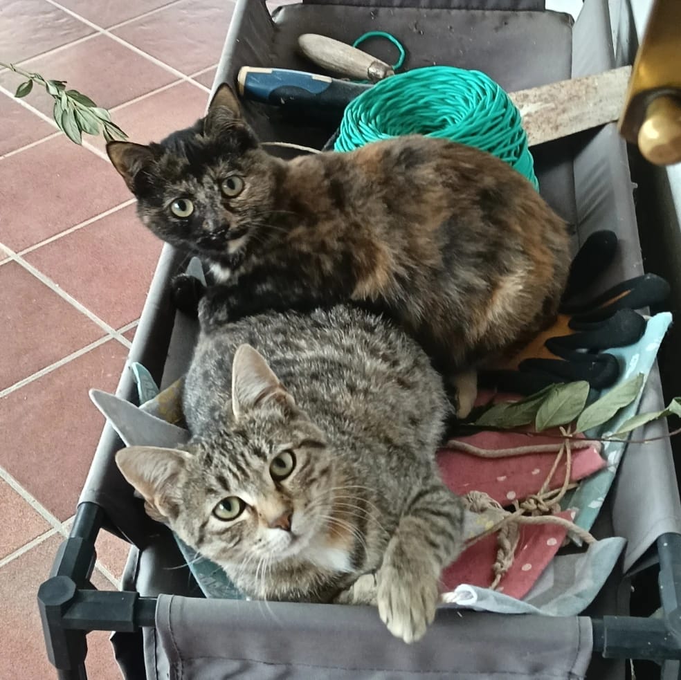 Flash e Fogliolina