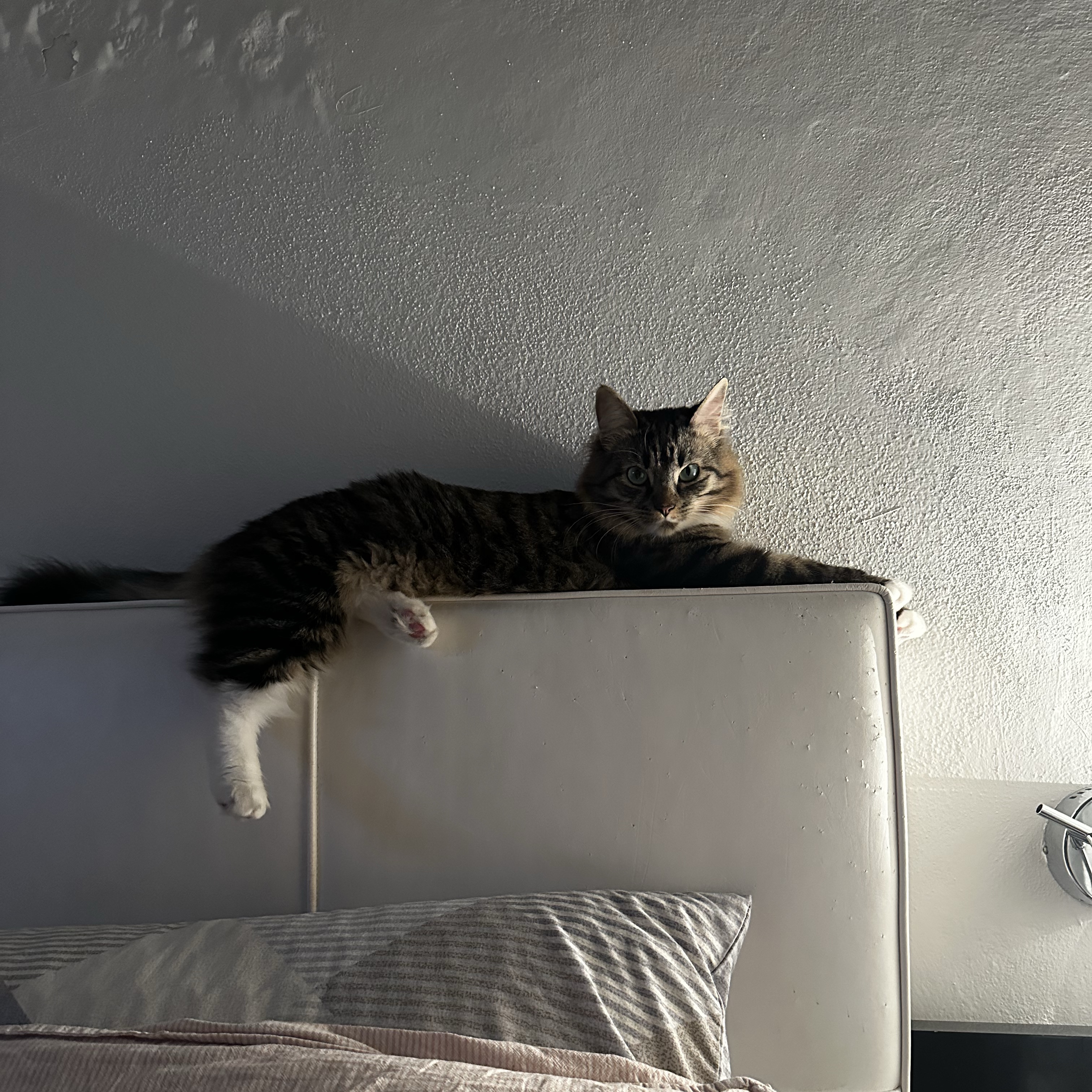 Nala