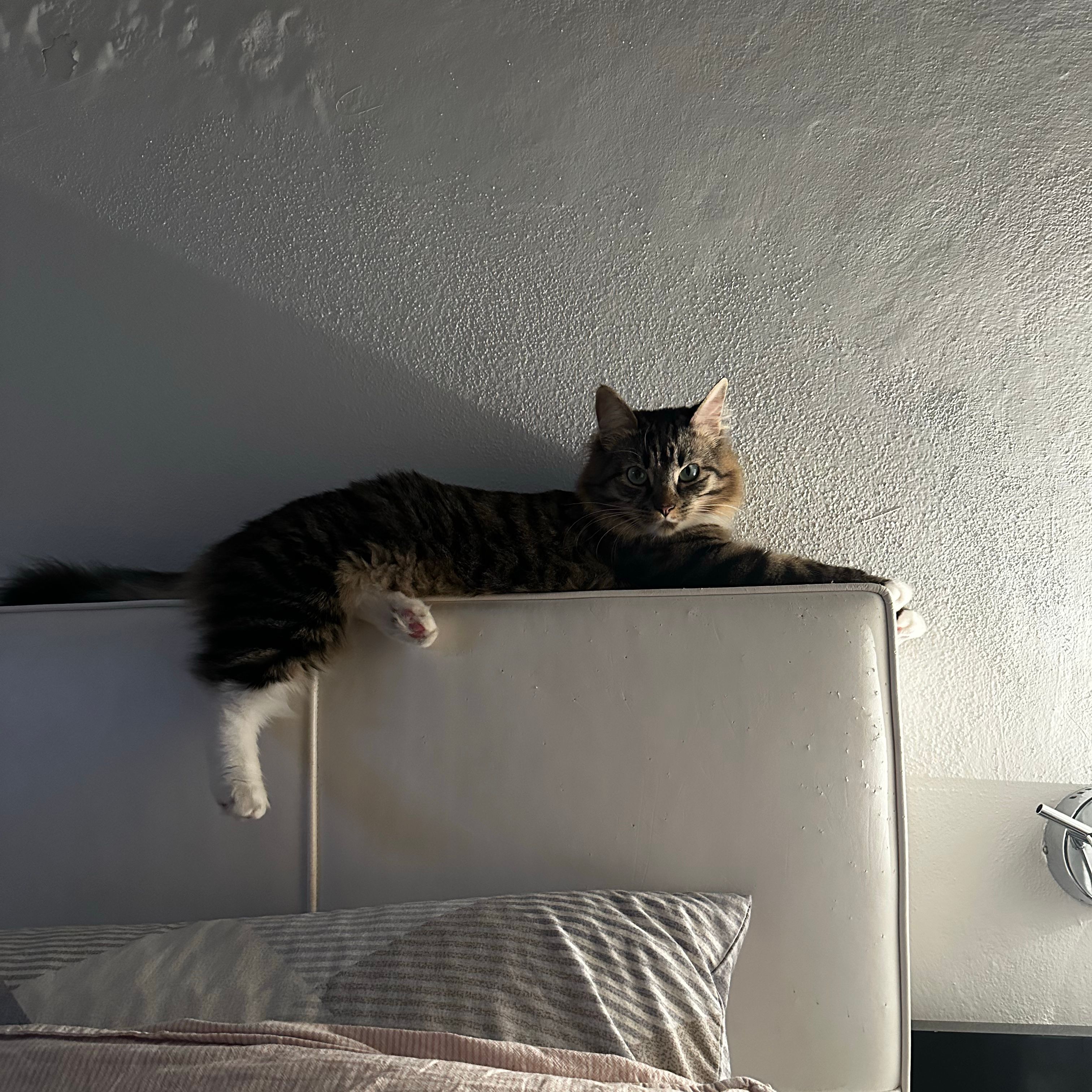 Nala