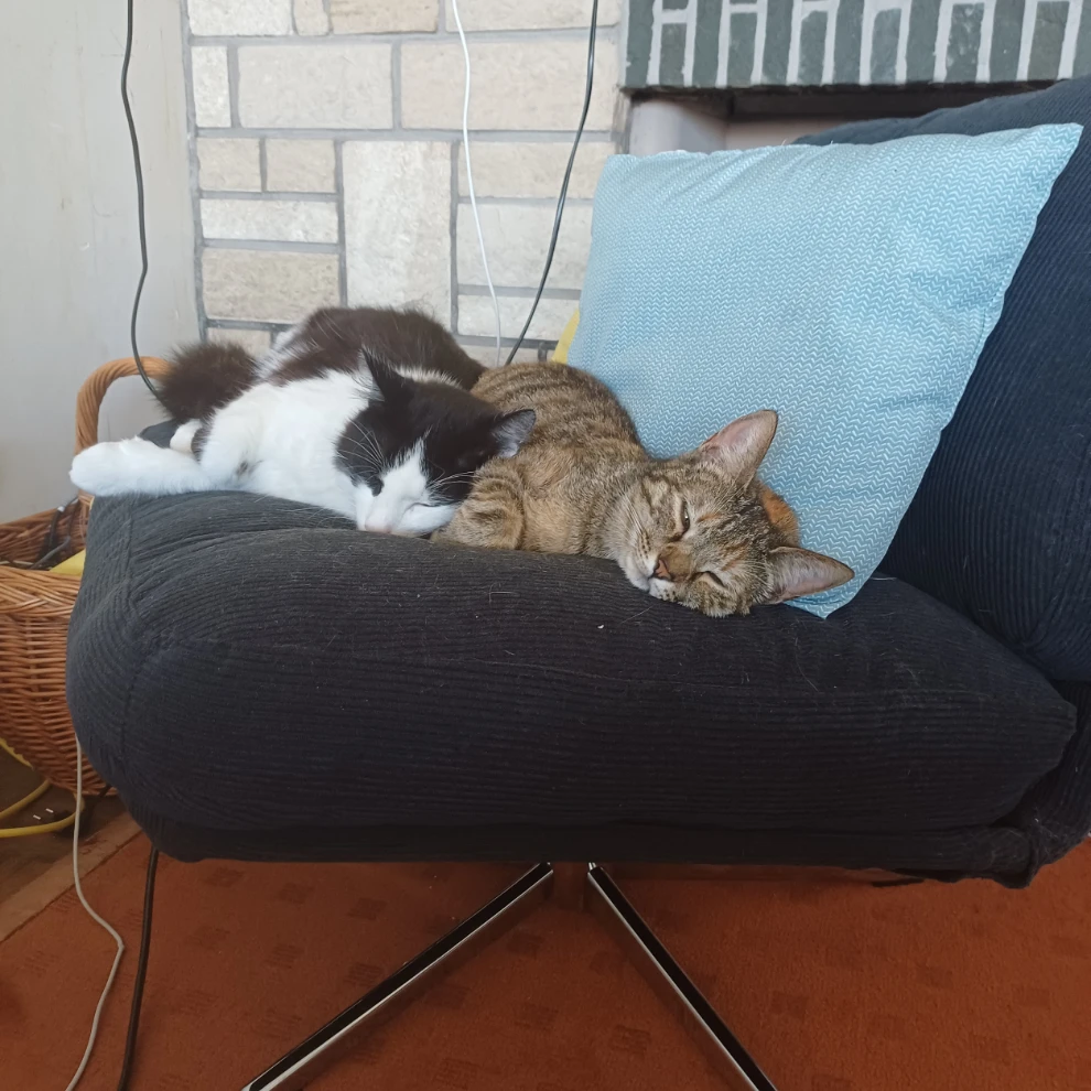 Hugo & Stella