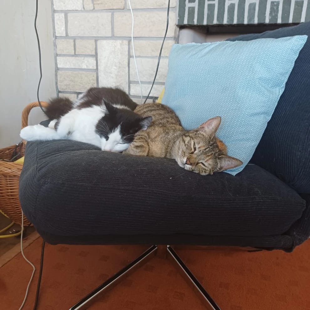 Hugo & Stella