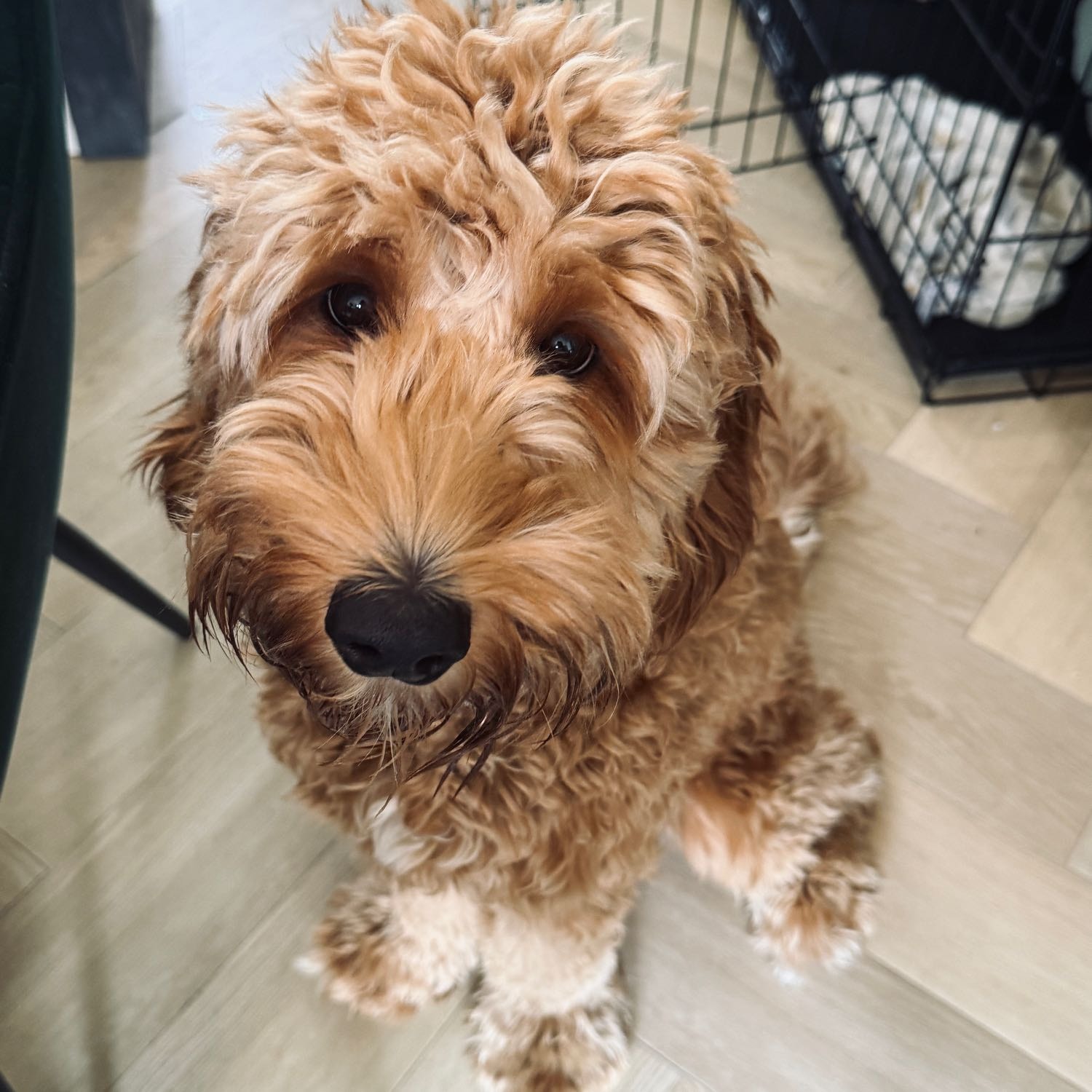 Toby