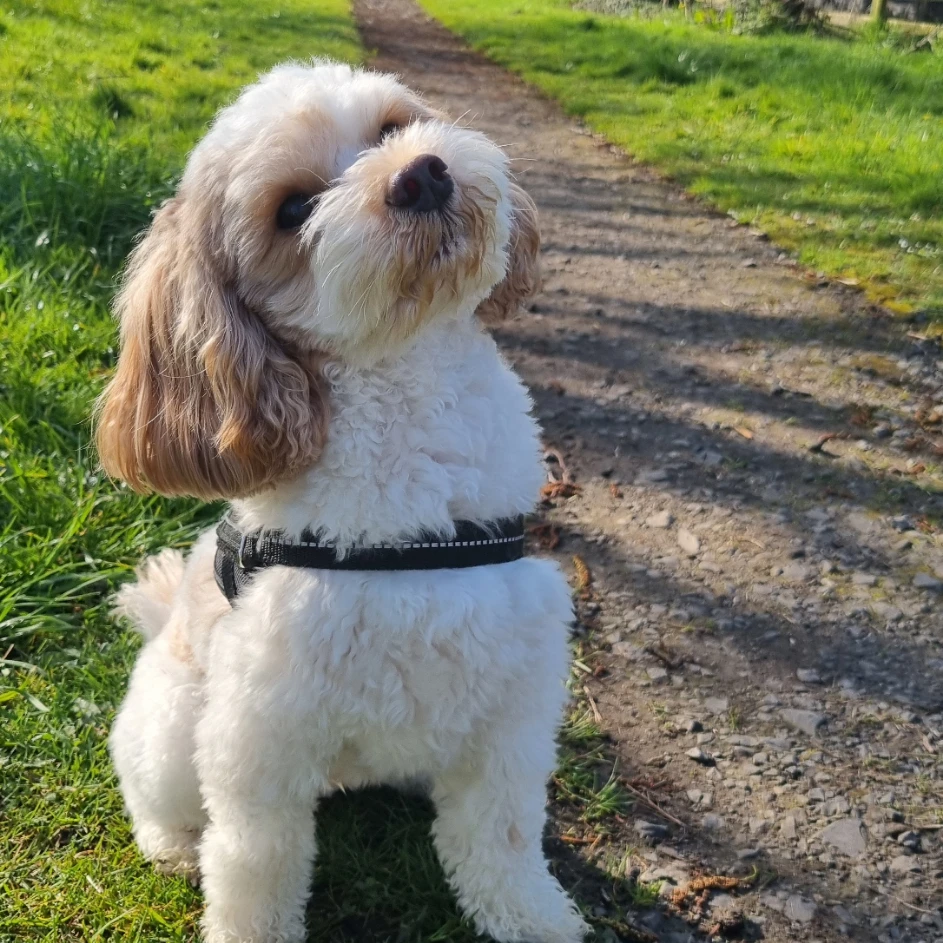 Marley