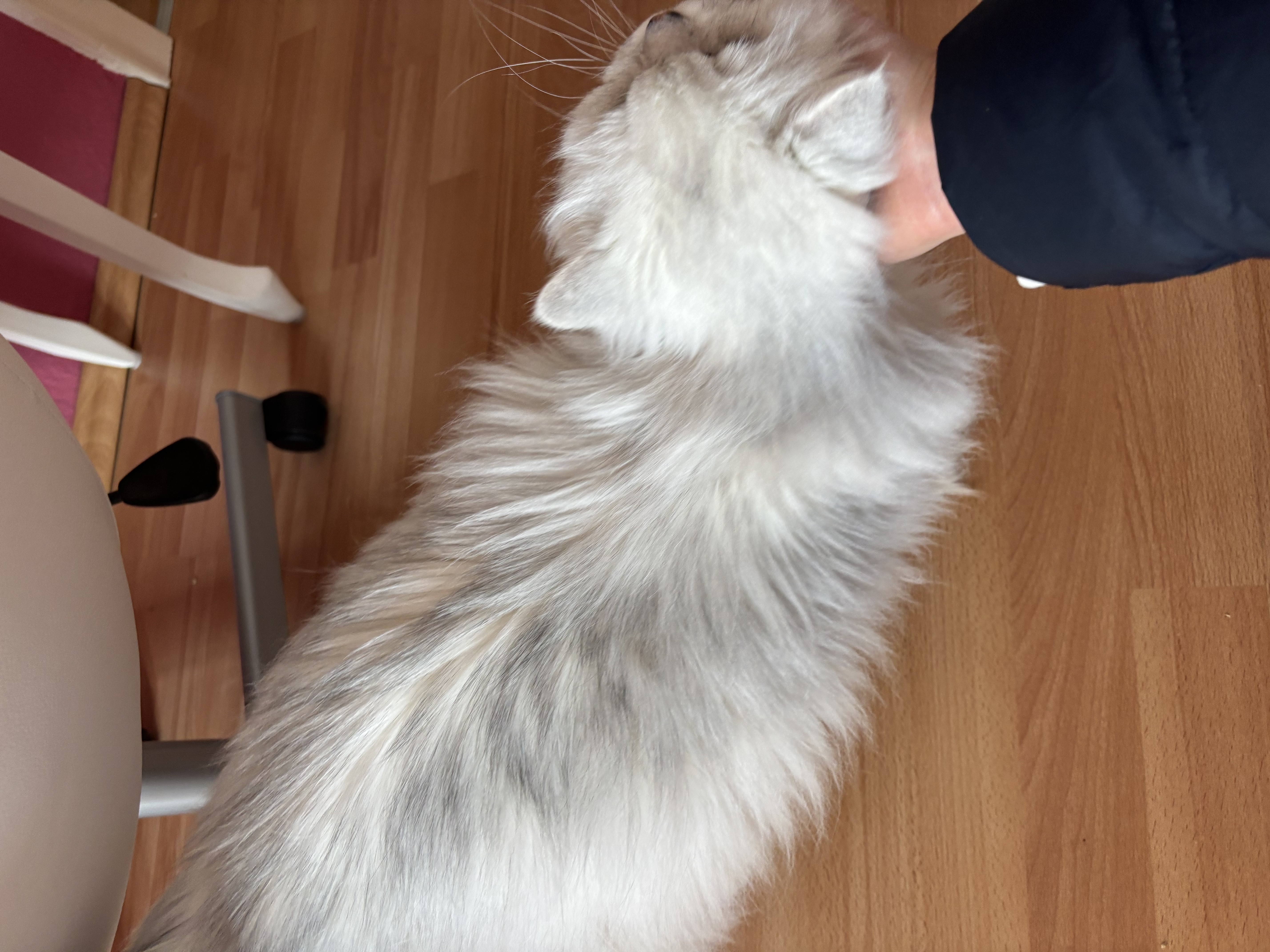 image-7