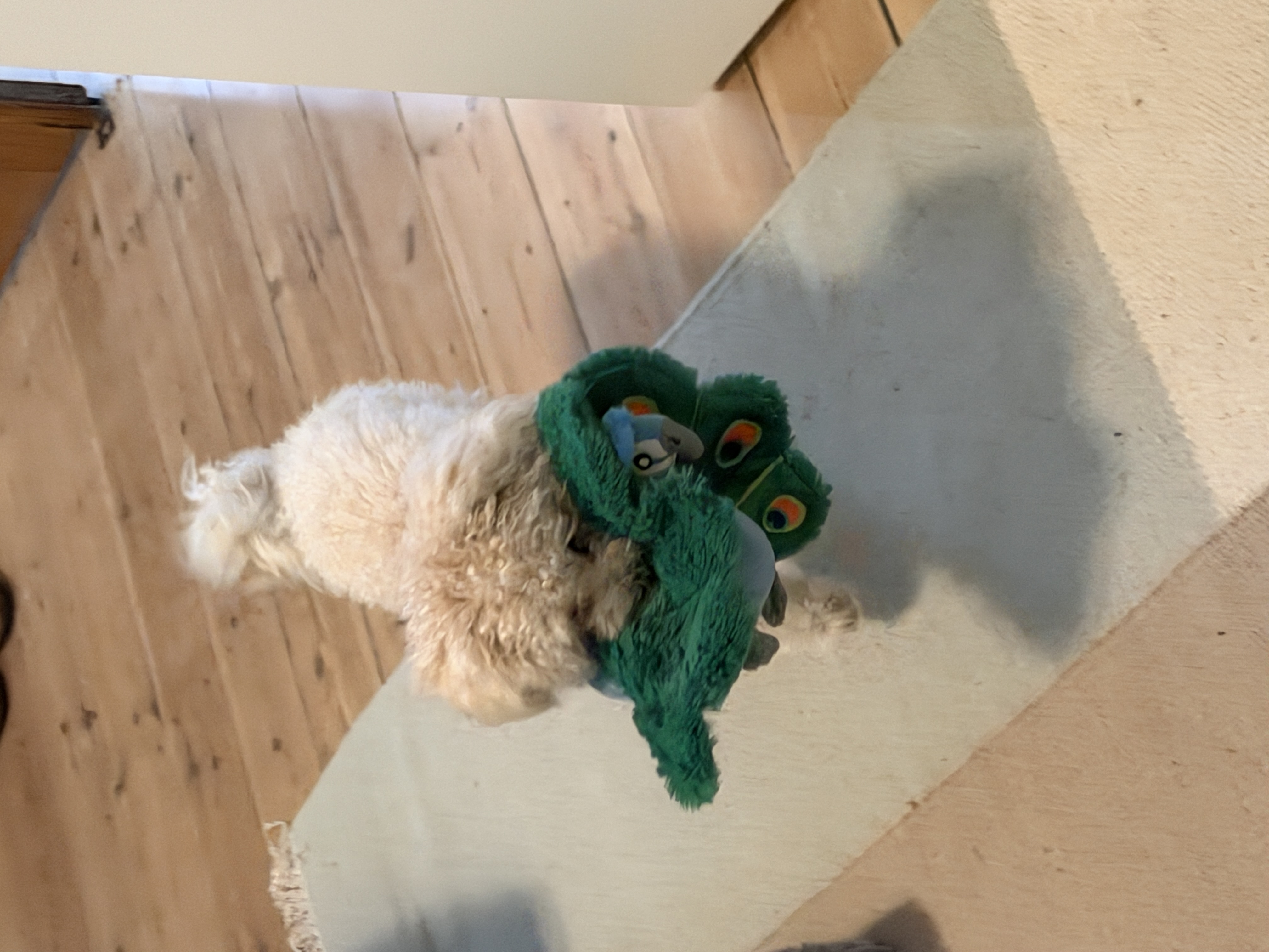 image-6