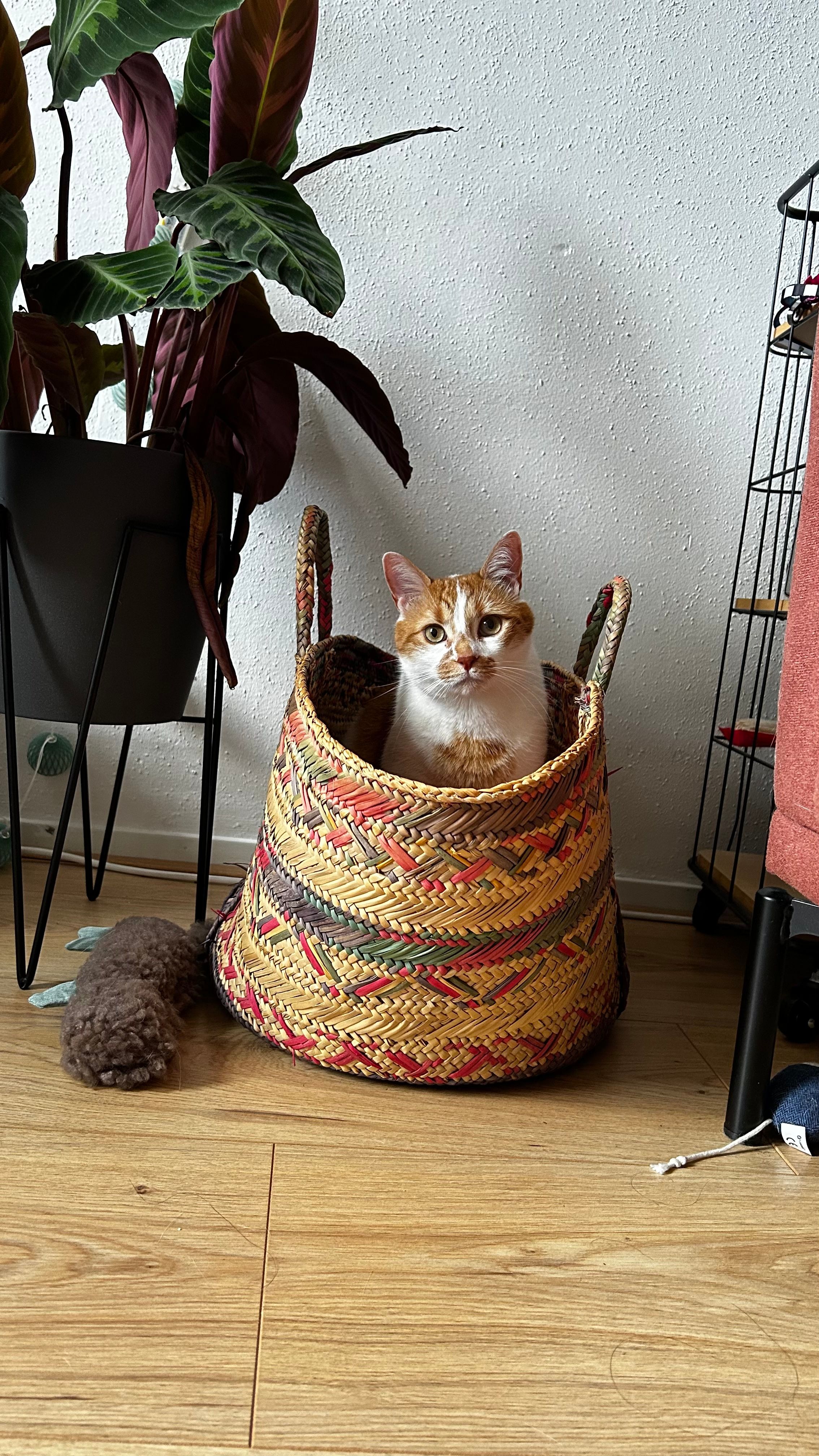 image-13
