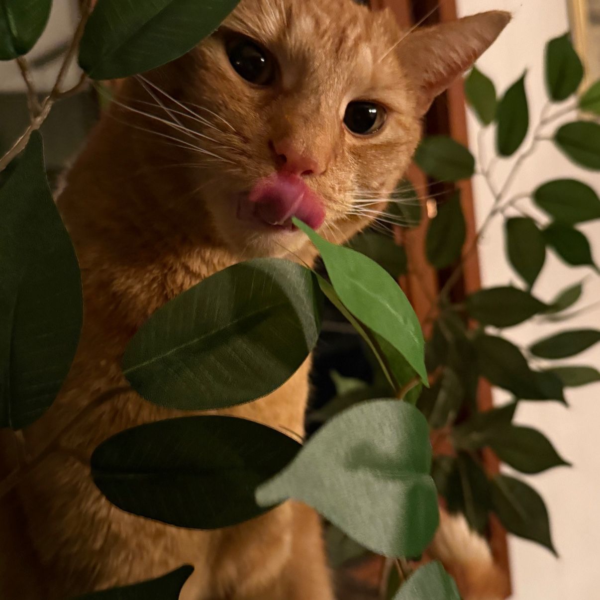 Chili