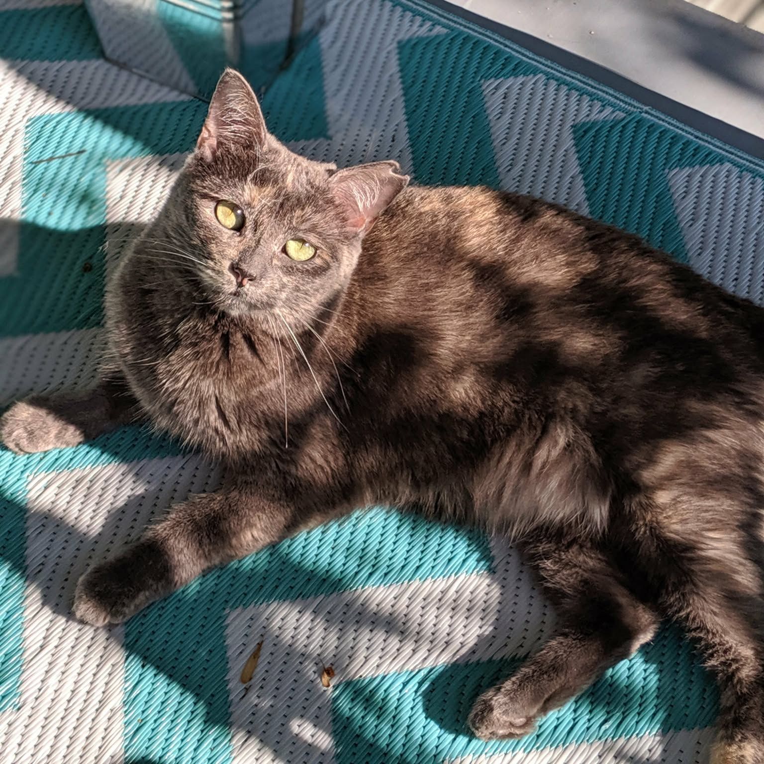 Babette
