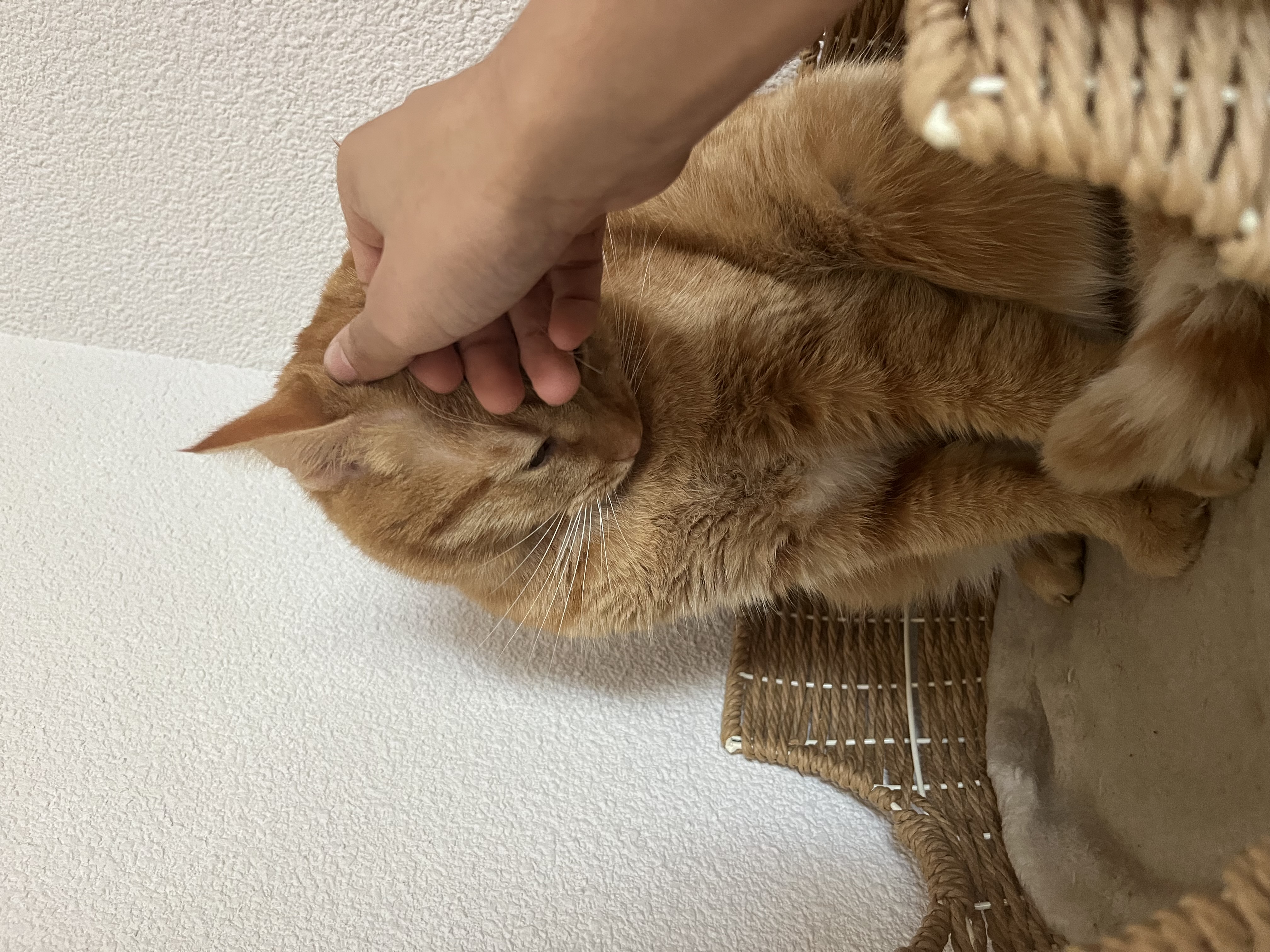 image-7