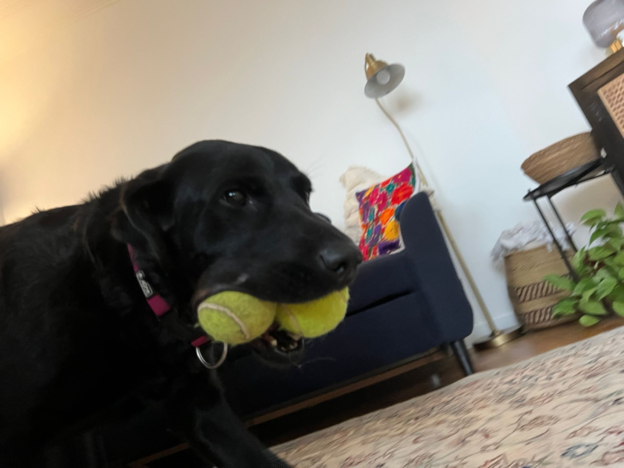 image-49