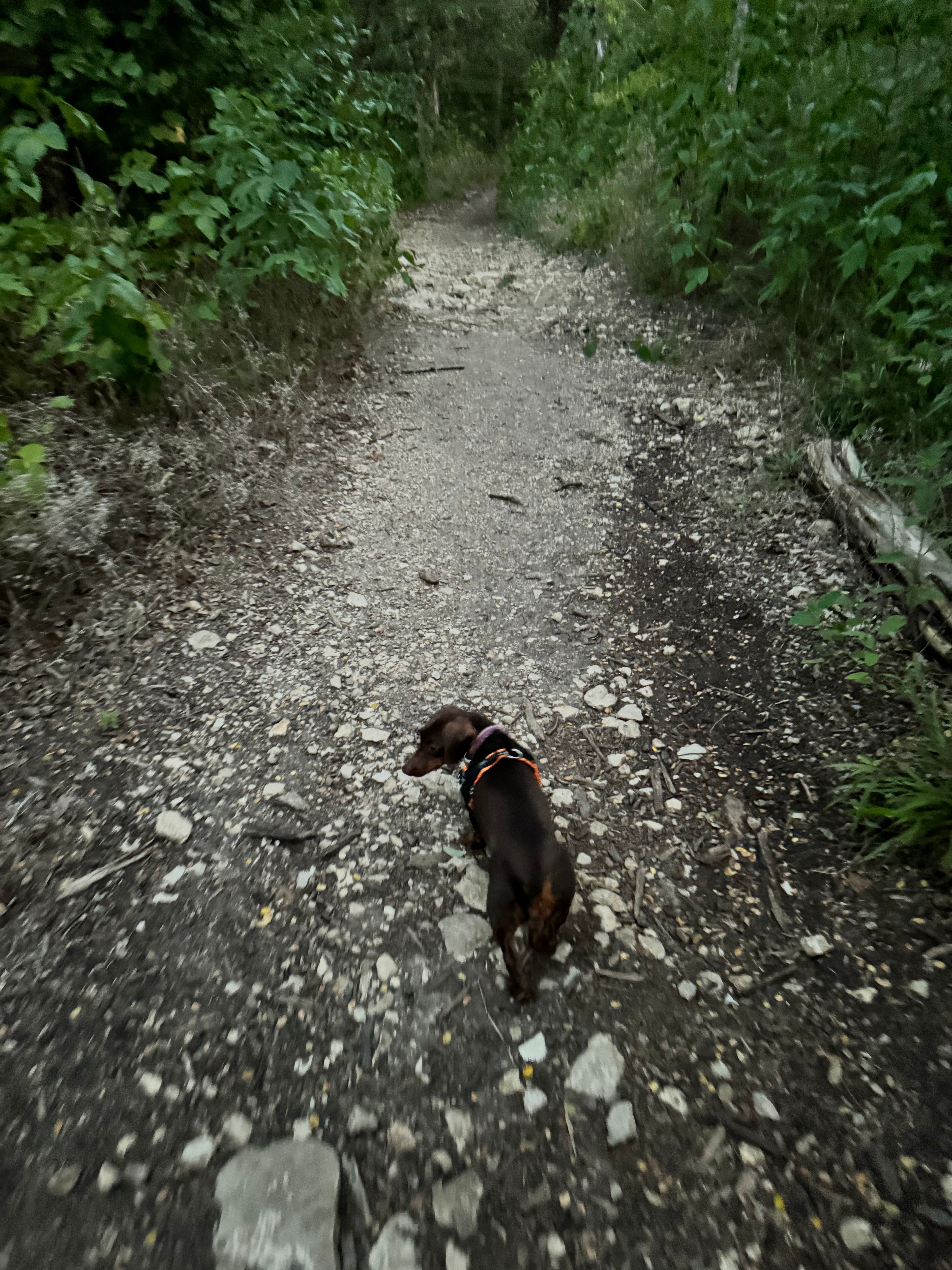 image-7