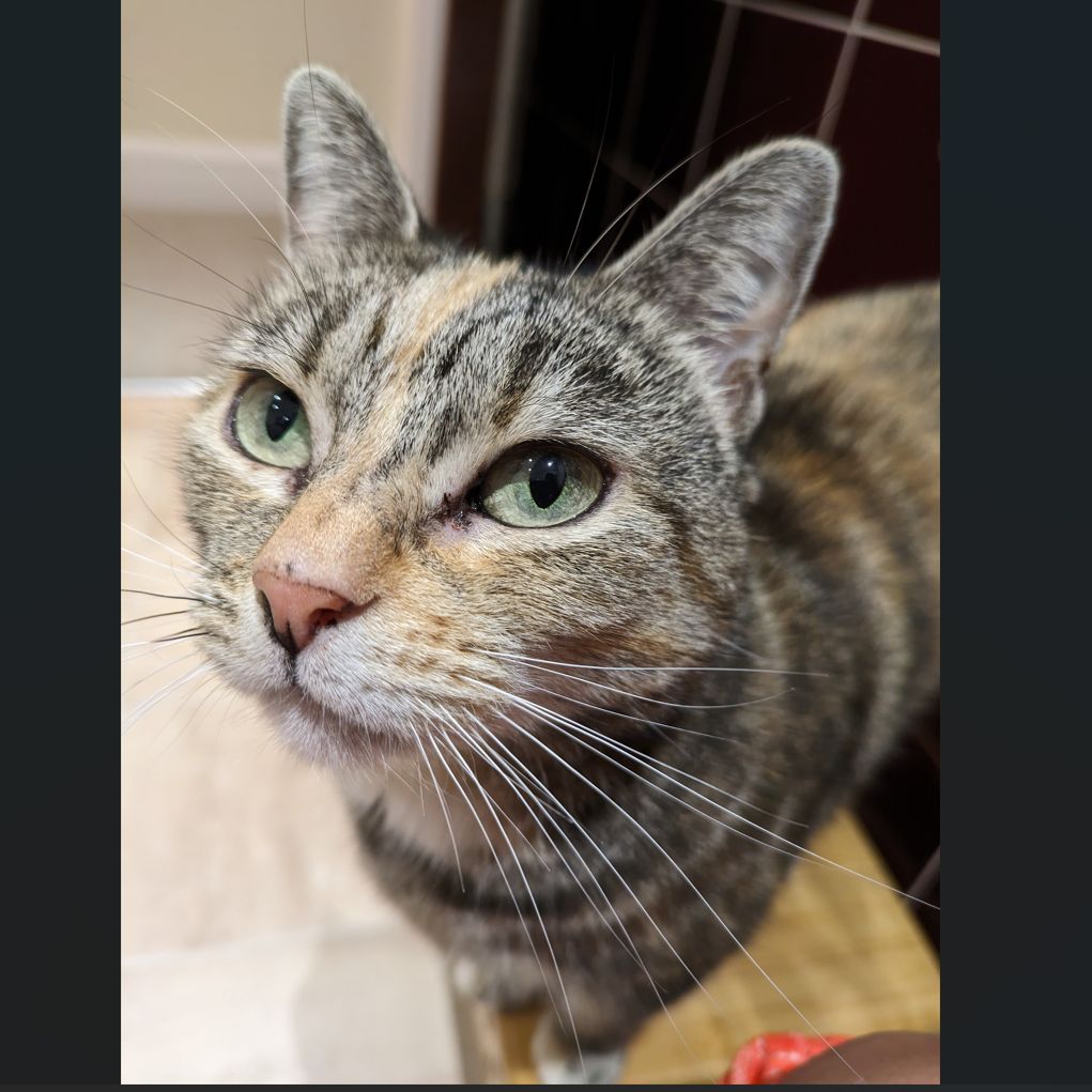 Pippa