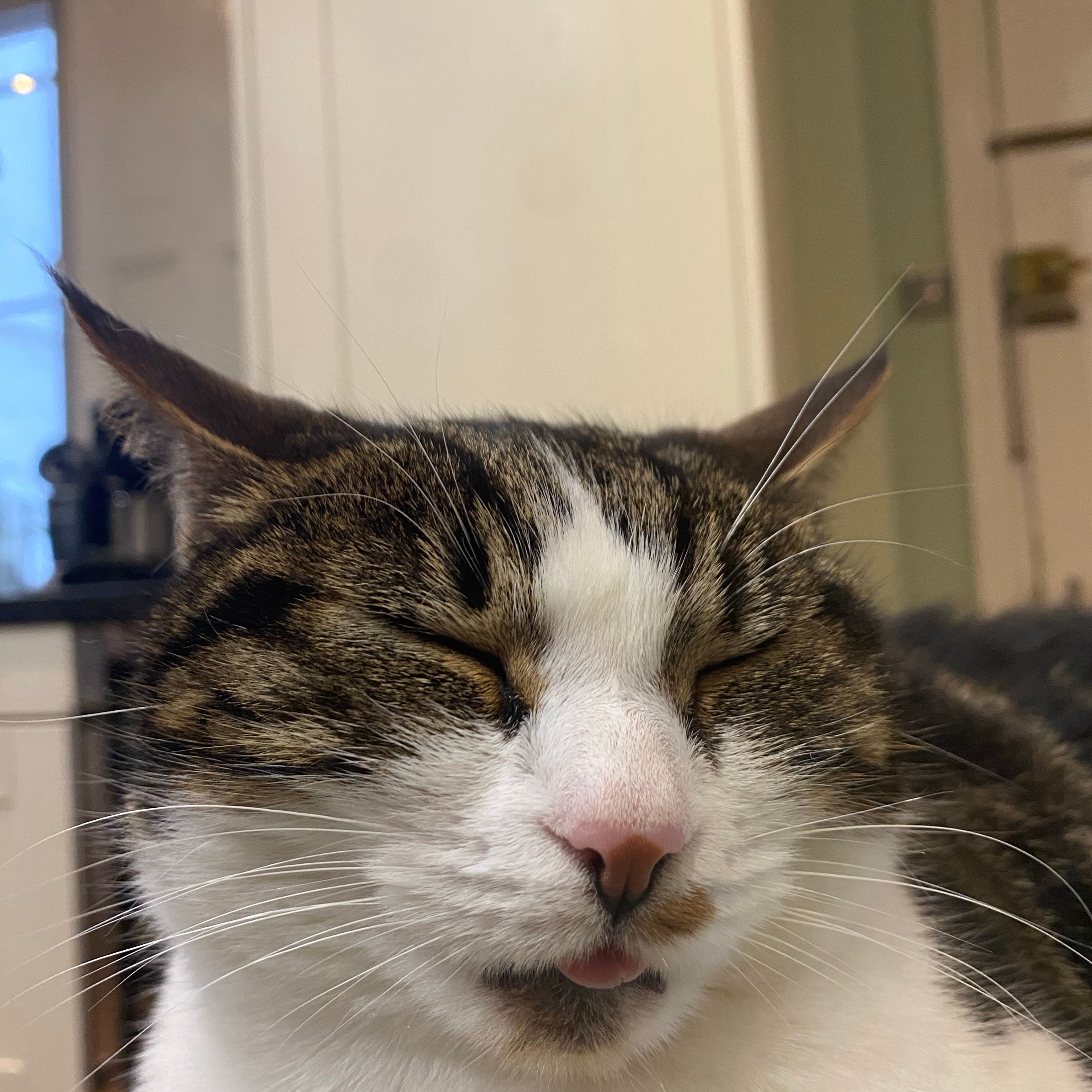 Oreo
