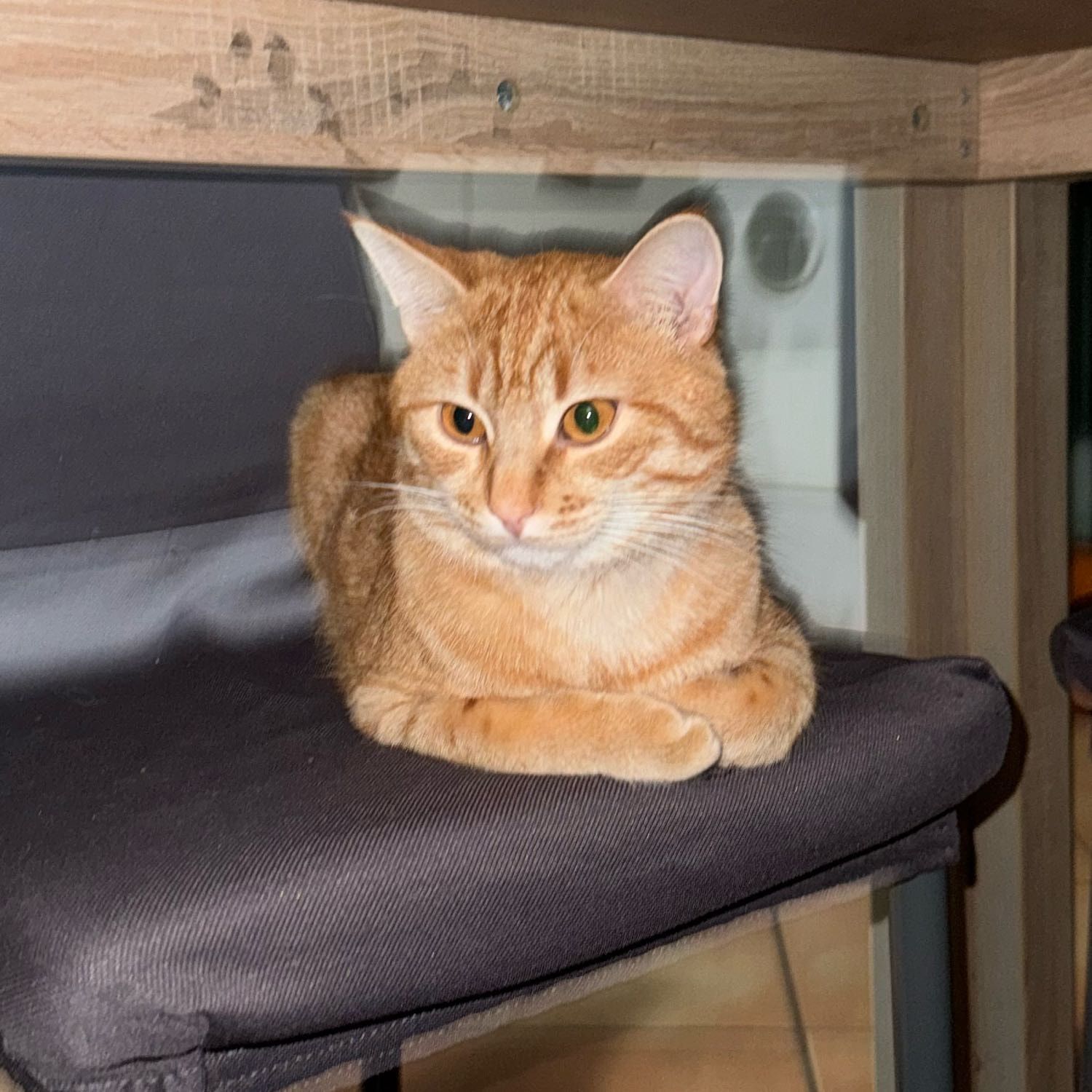 Tex