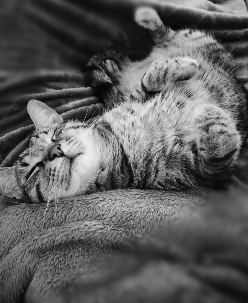 Chaton