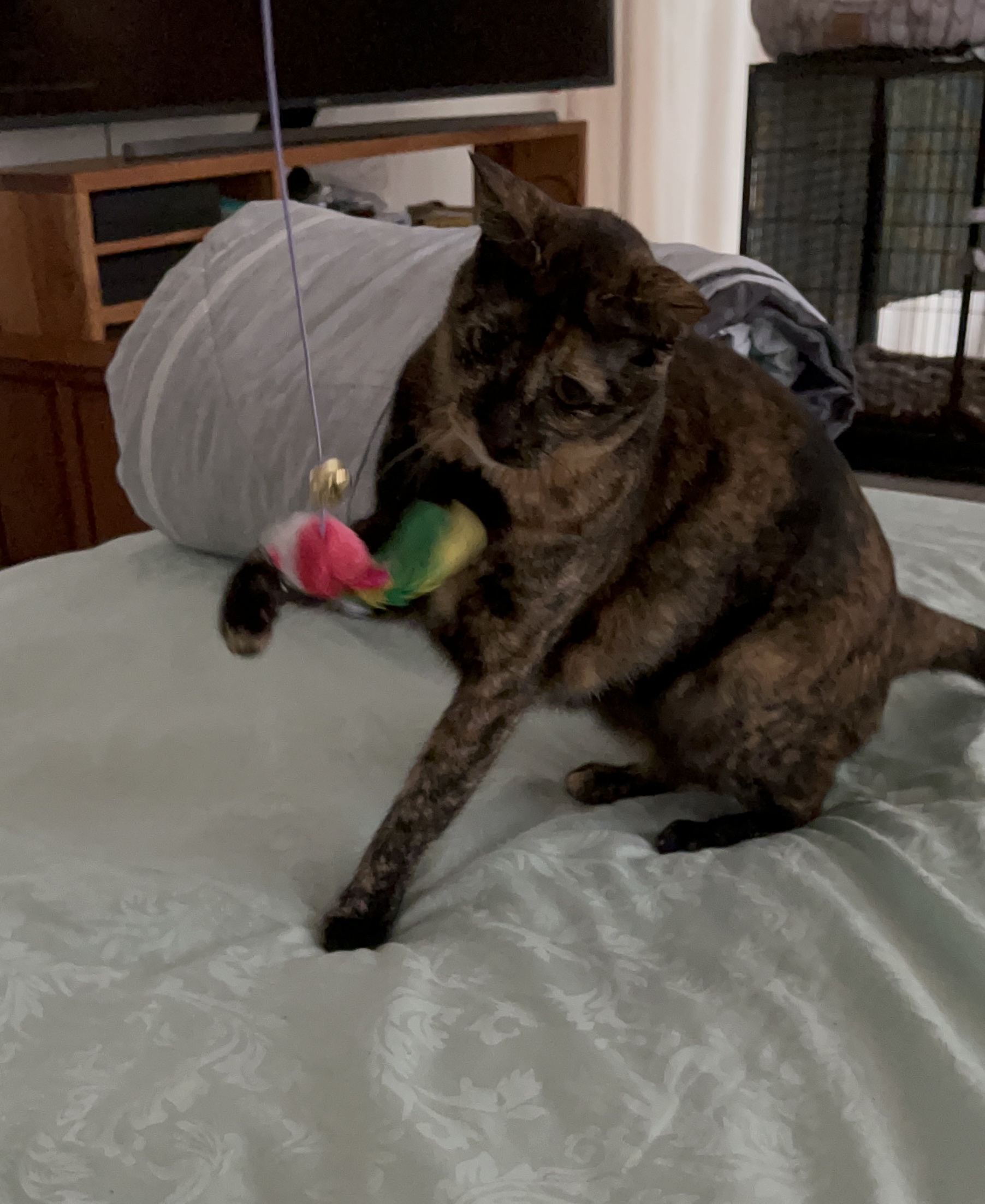 image-13