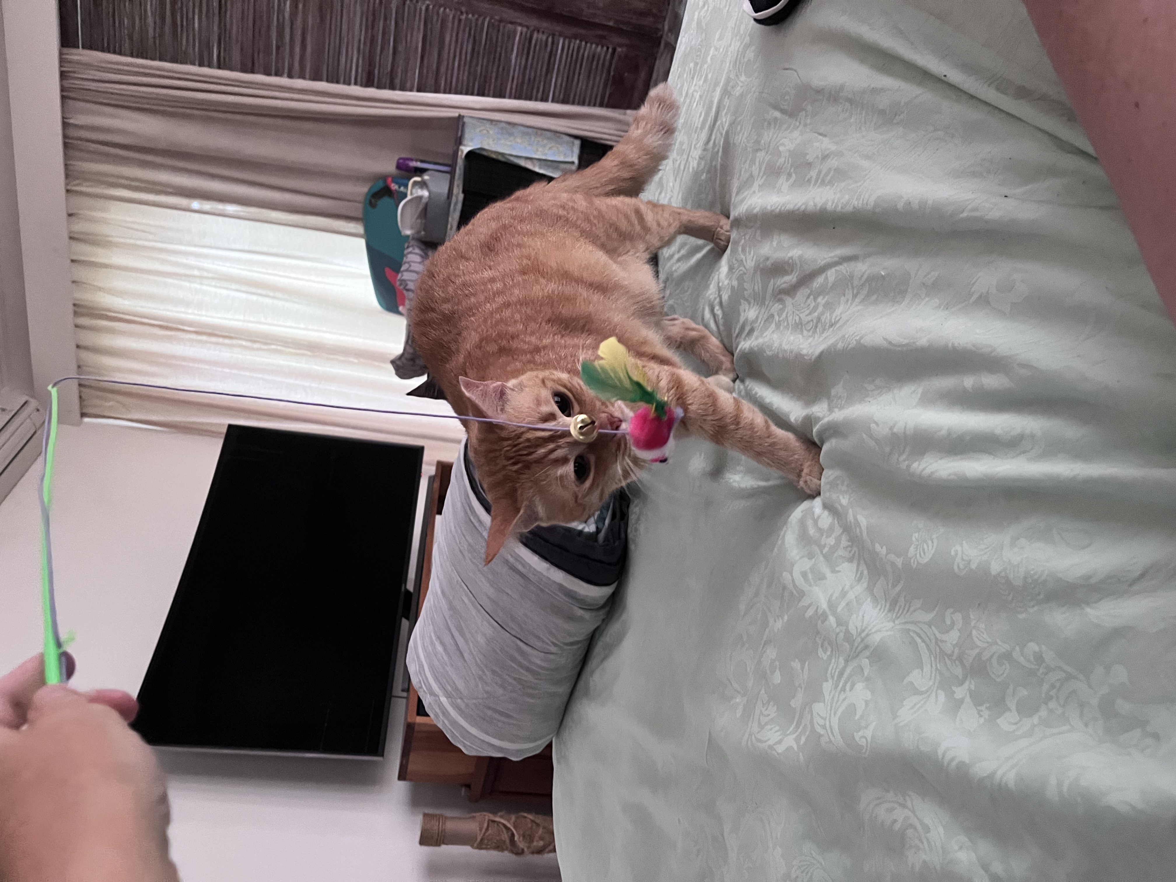 image-15