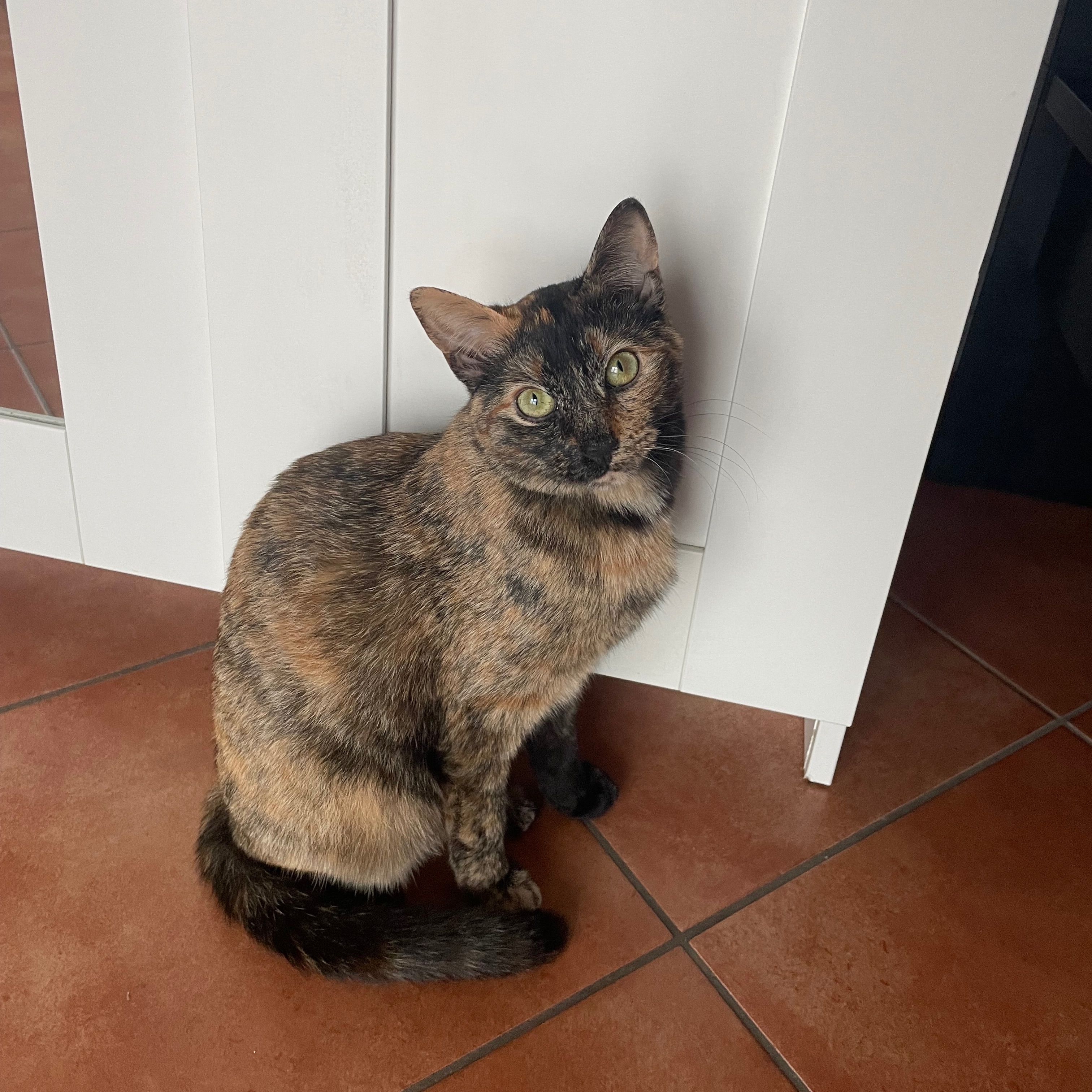 Mela