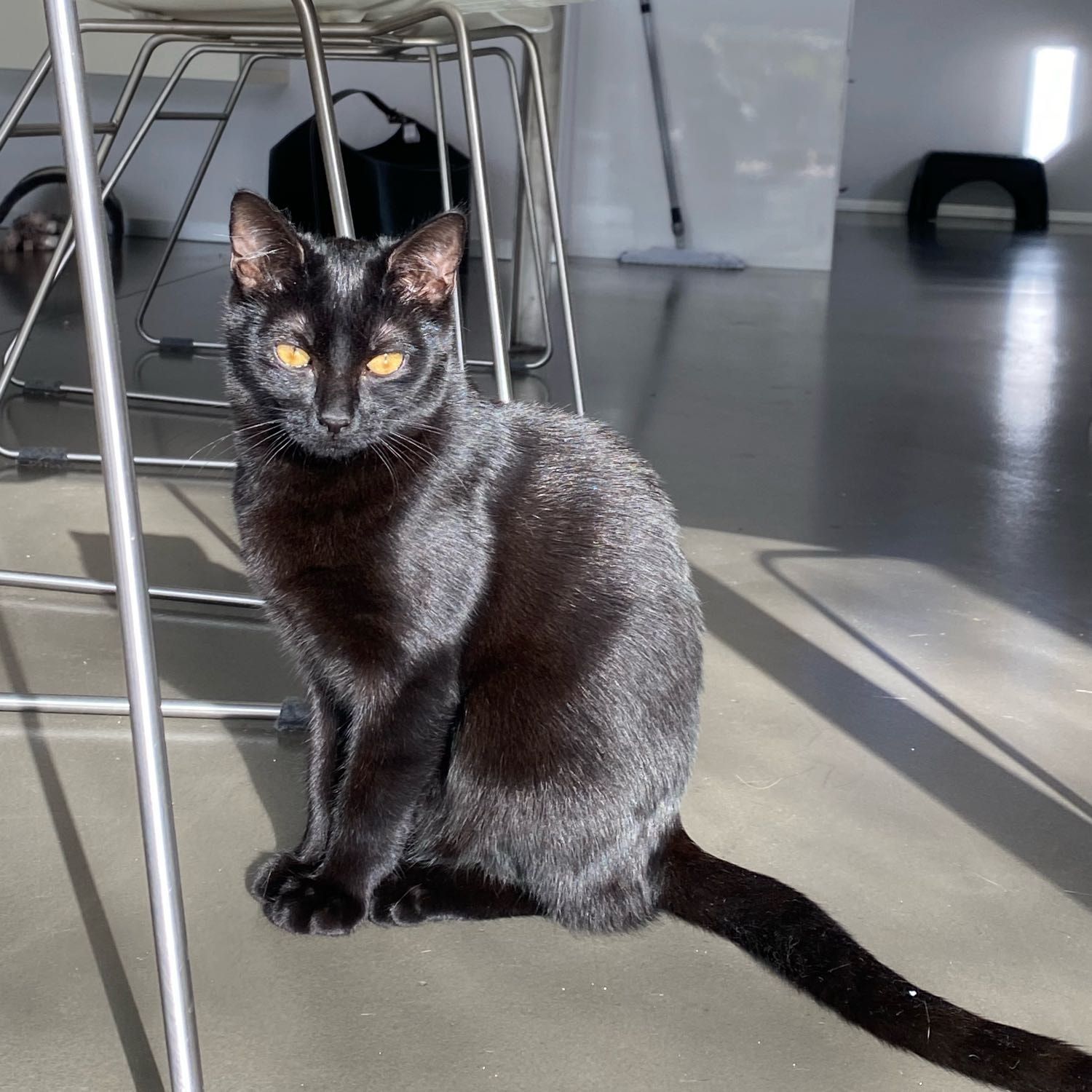 Pipa