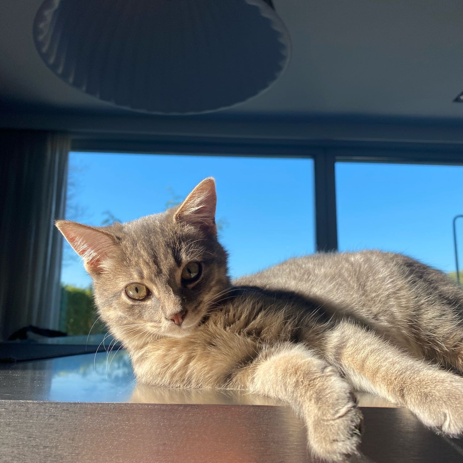 Nala 