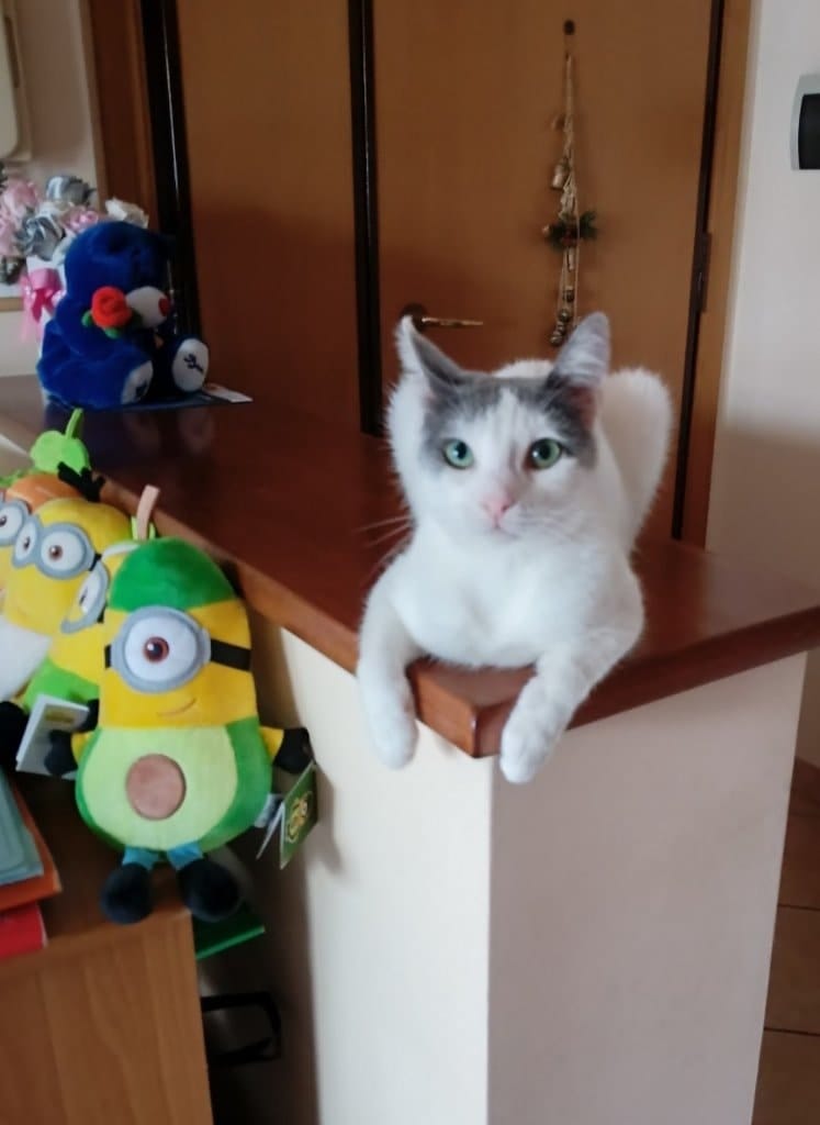 image-13