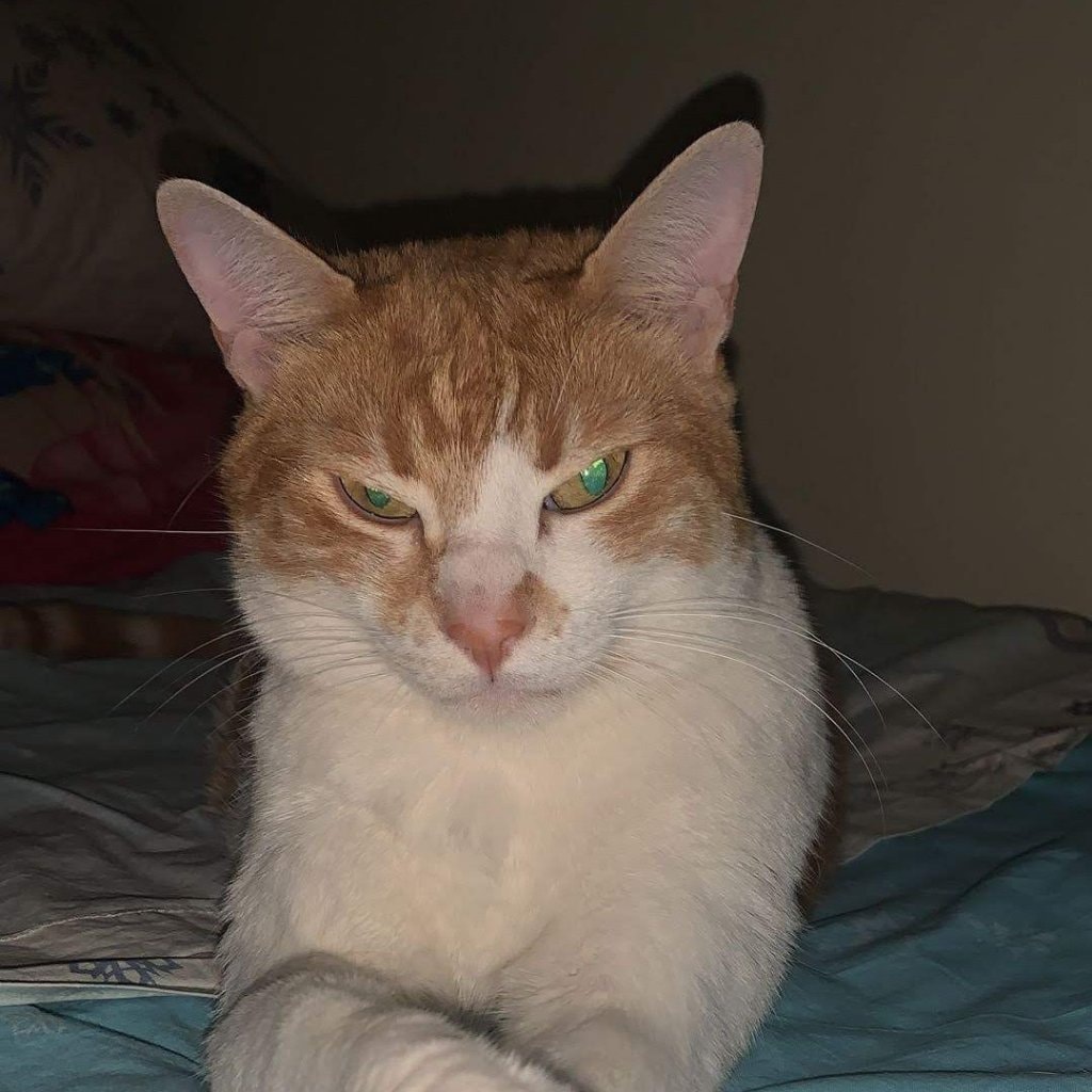 Simba