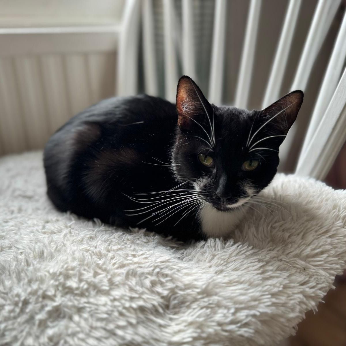 Lottie