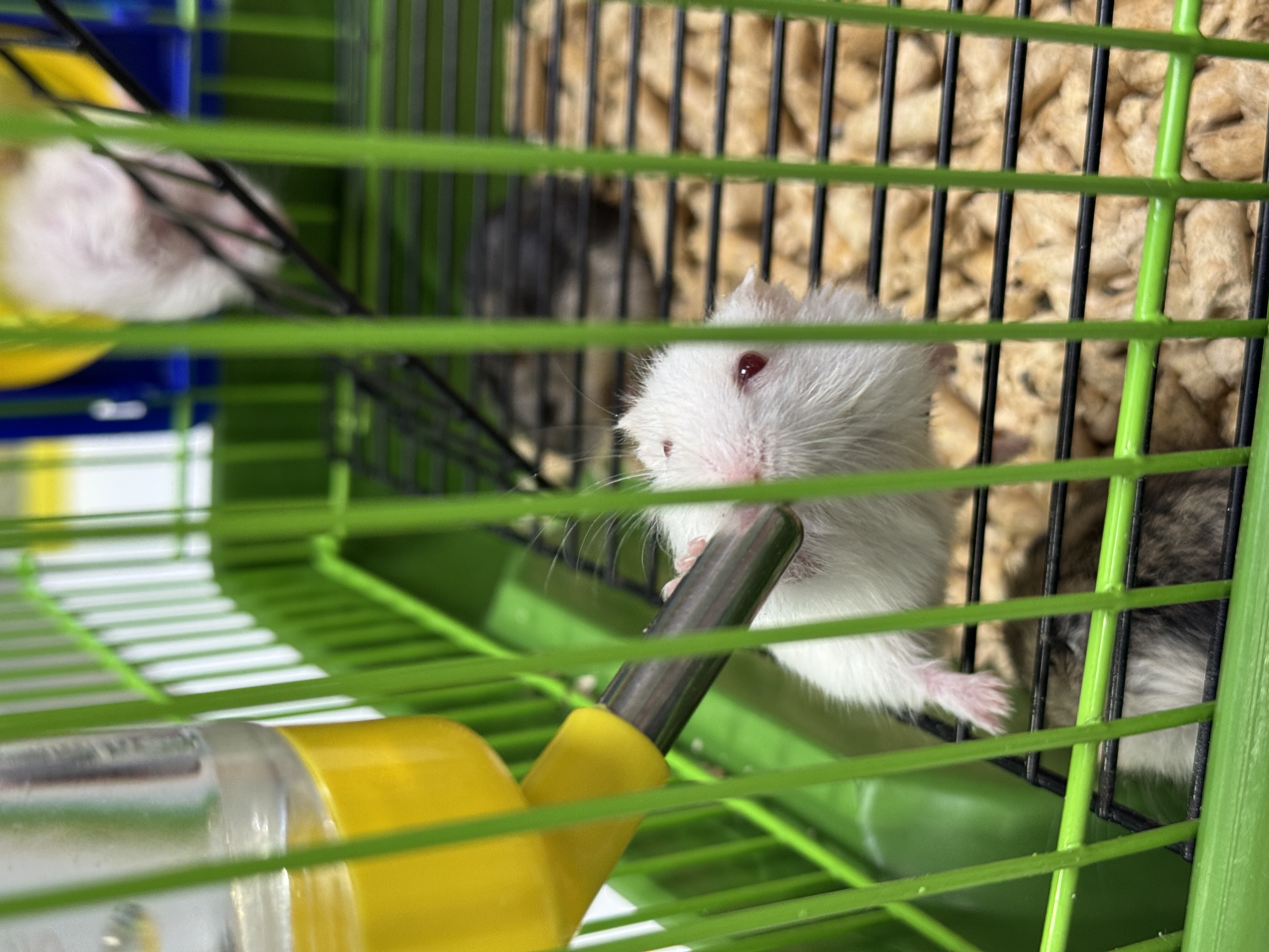 image-8