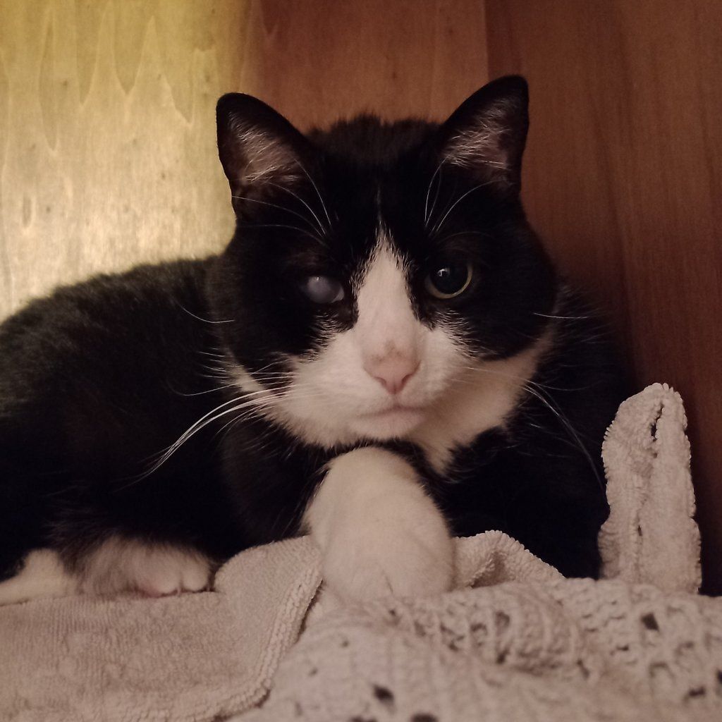 Pedro