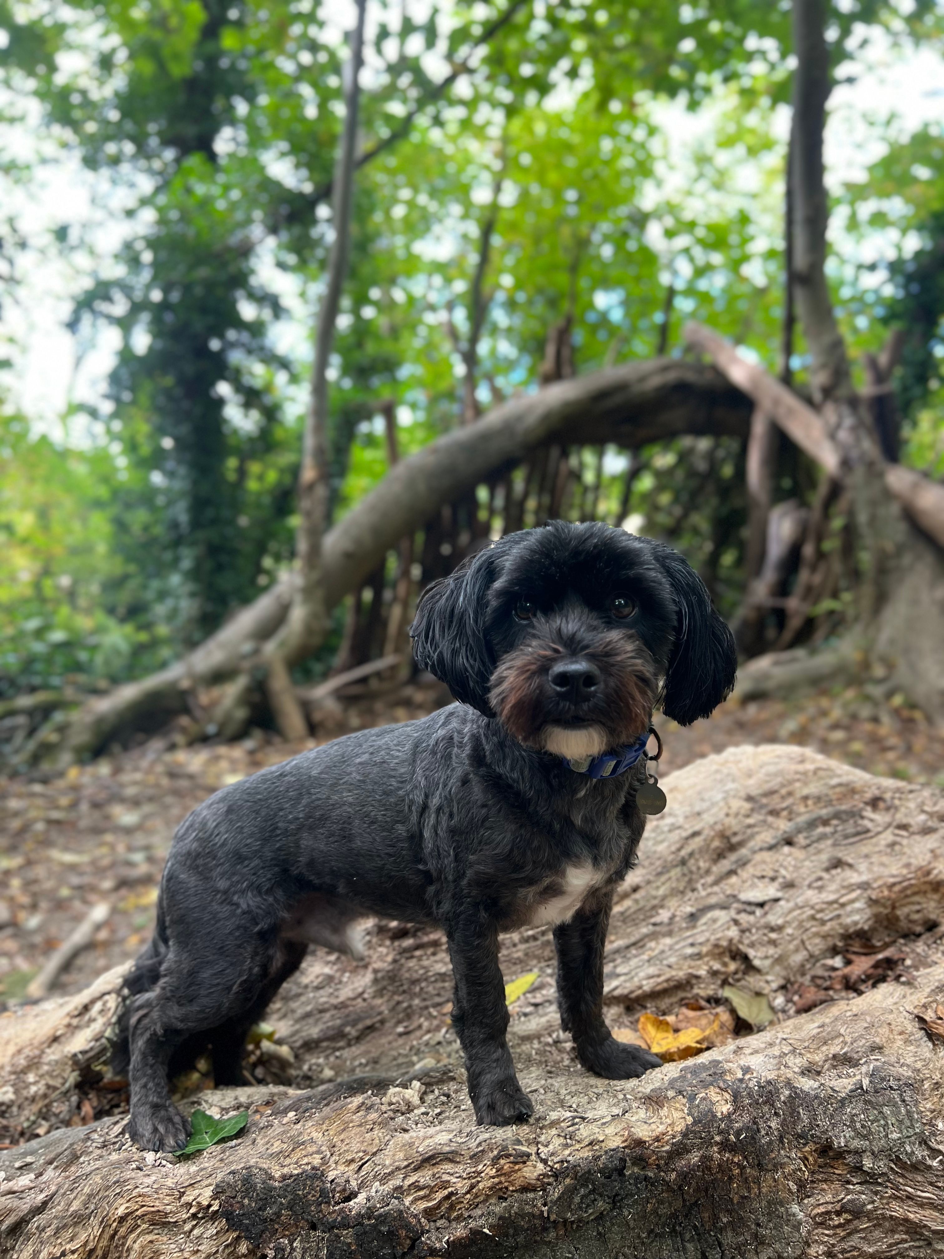 image-7