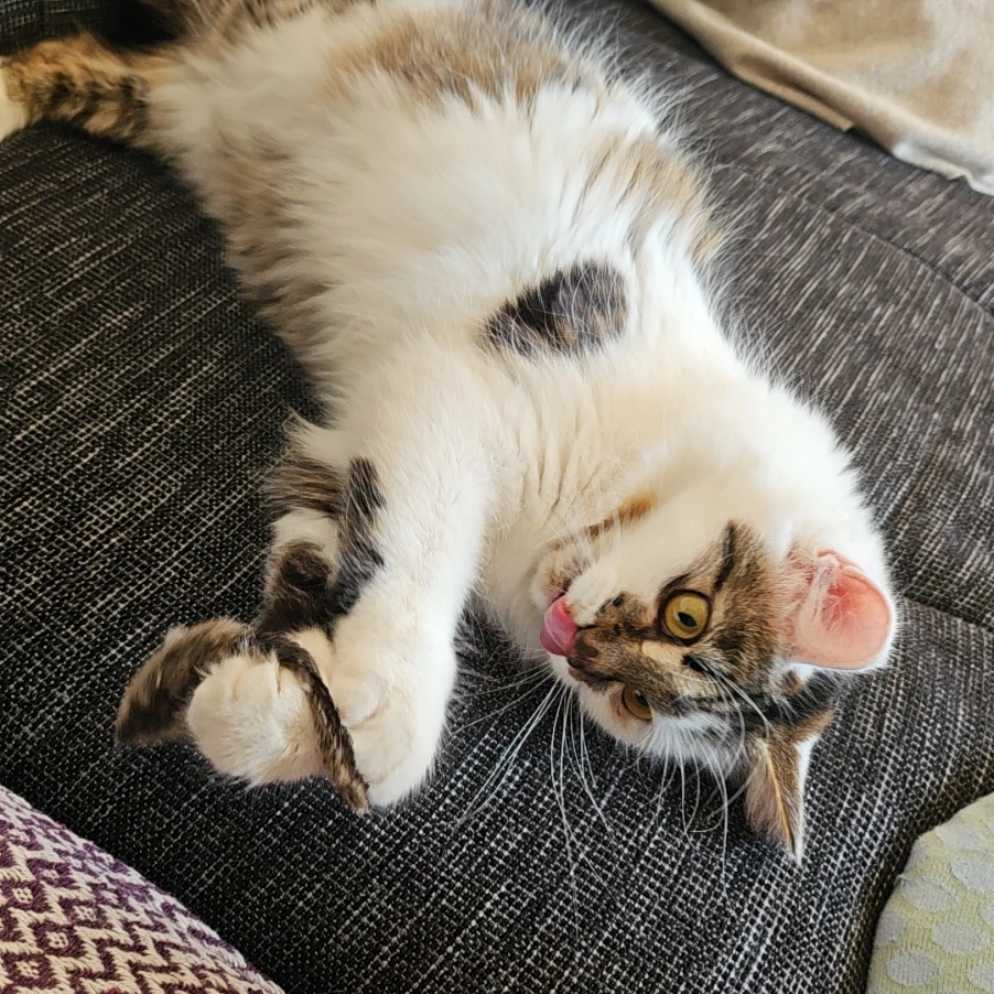 Sammy