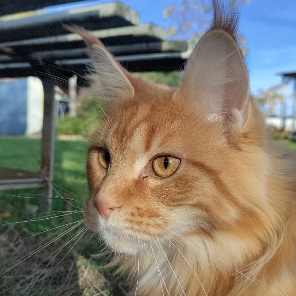 Luka