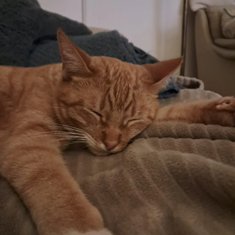 Ollie 