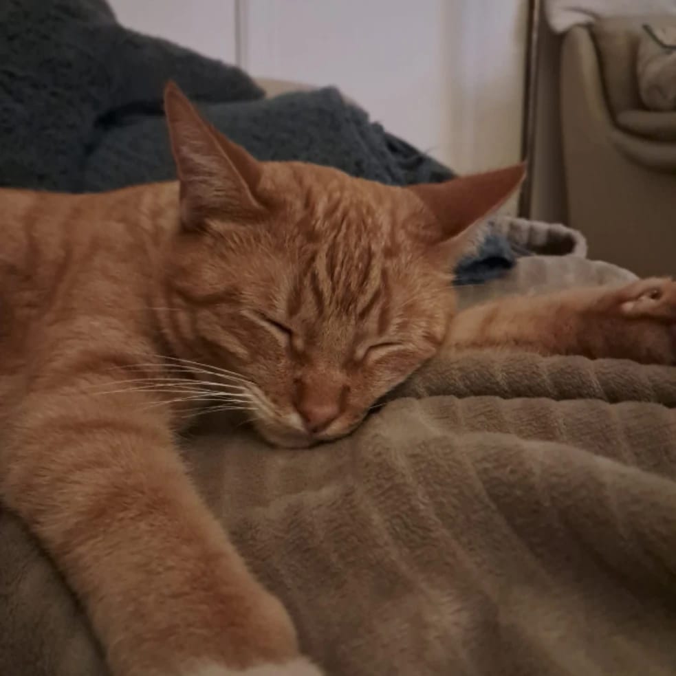 Ollie
